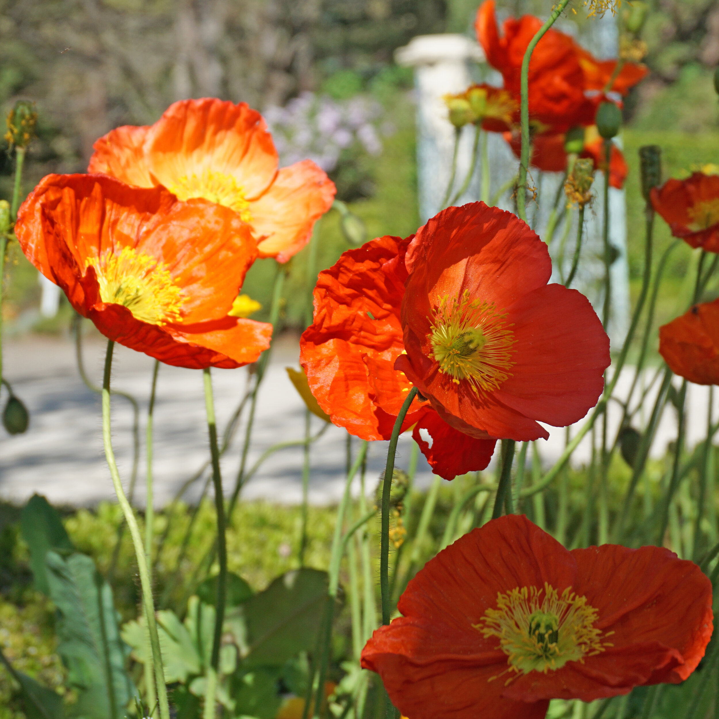 Poppies Cropped.jpg