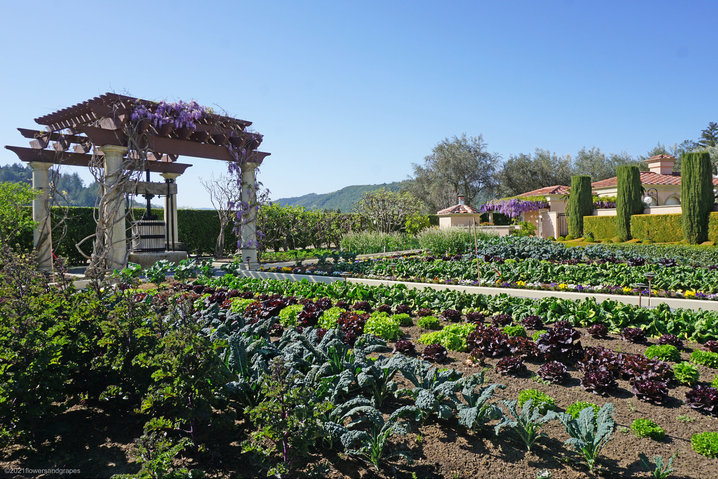 Kitchen Garden Summer Splendor.jpg