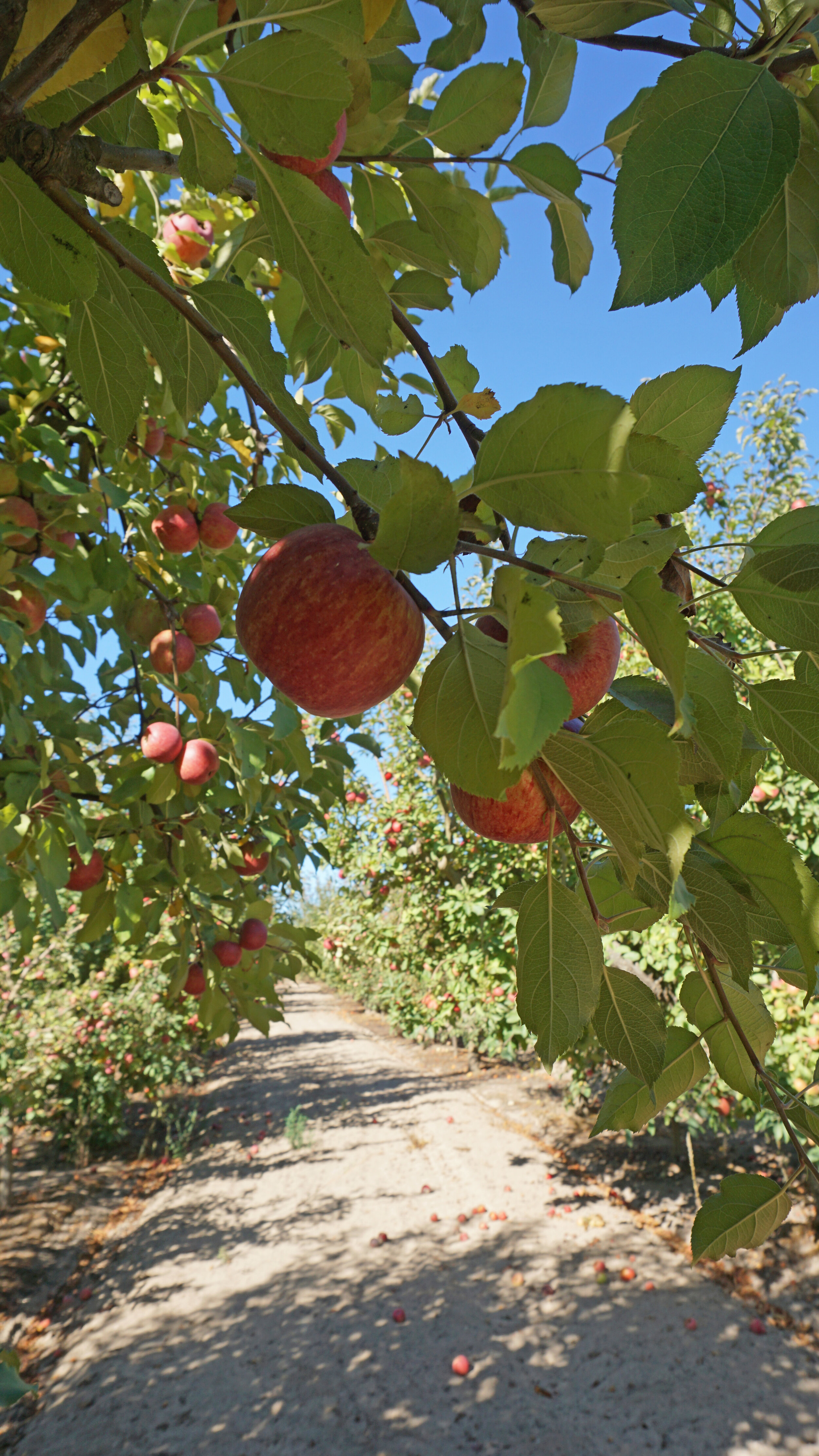 apples-and-orchard-vertical.jpg