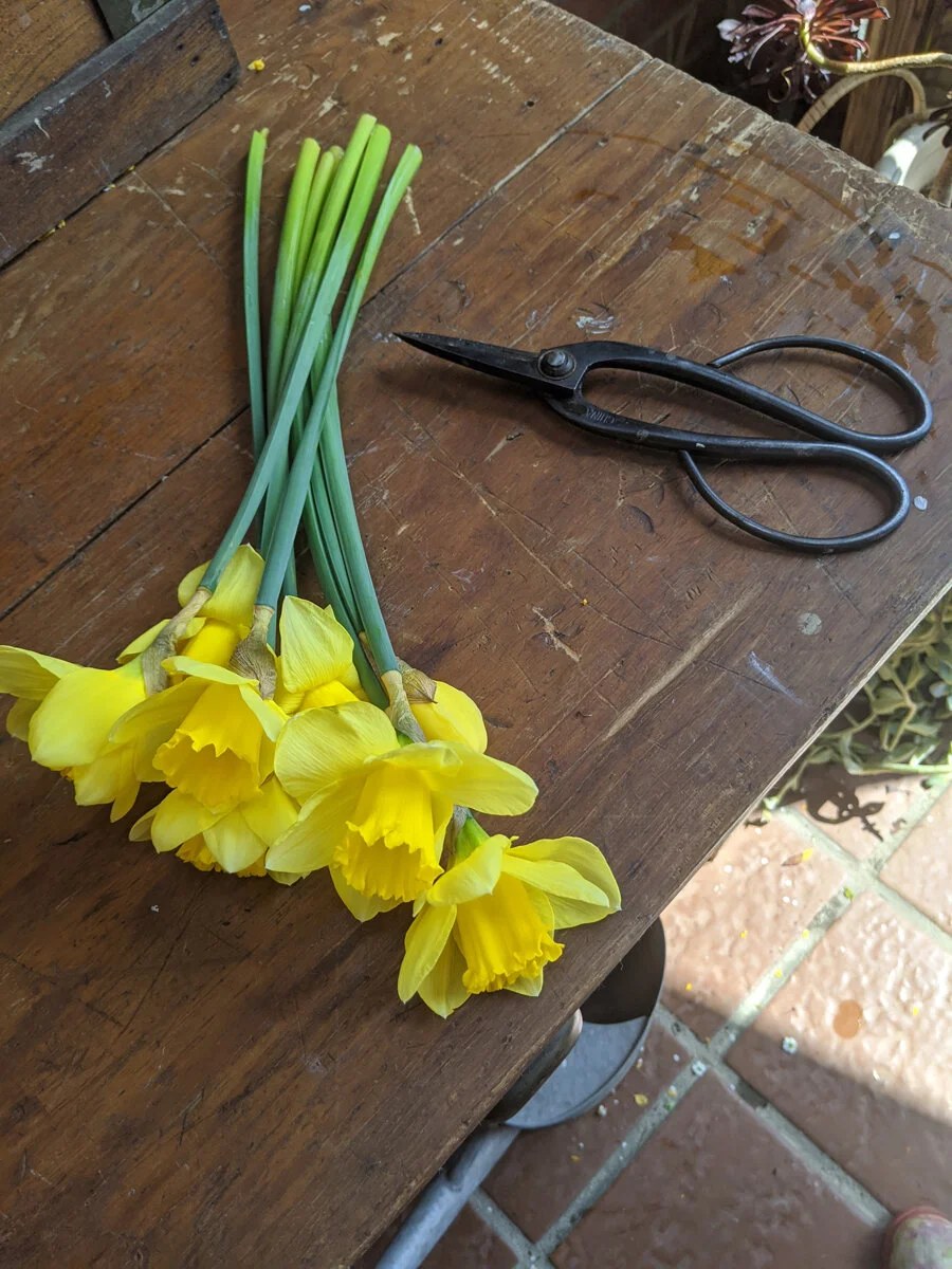 Daffodils