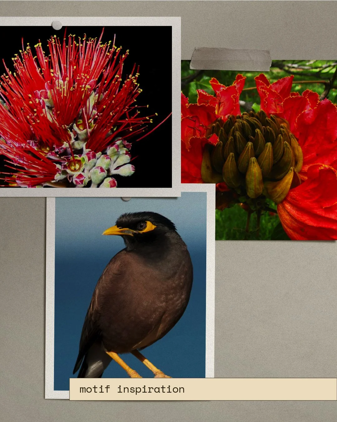 I started with familiar Hawai'i motifs, the mynah bird and the African tulip tree. After learning they’re both invasive species, I was interested in reinterpreting them and seeing them in a different way.