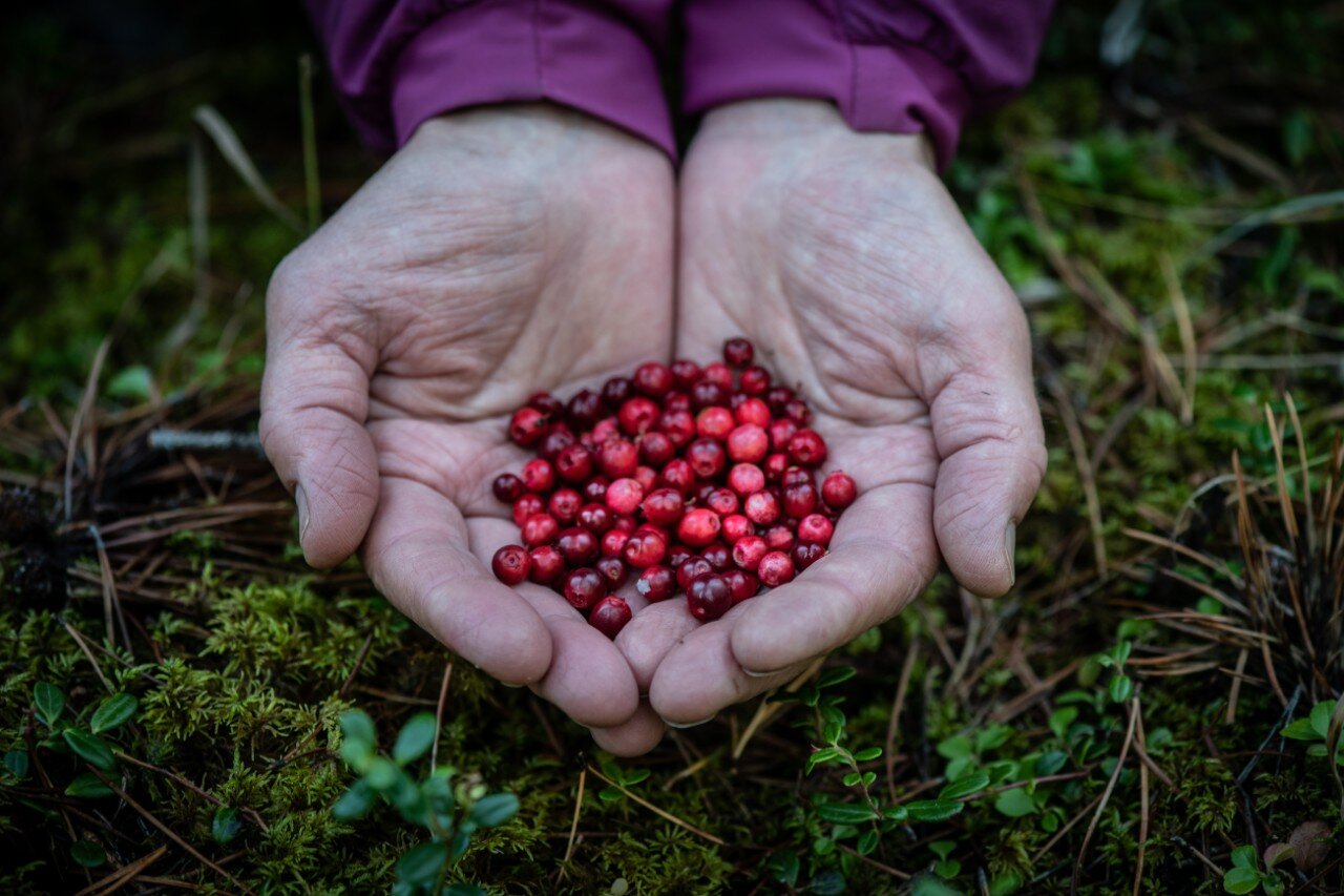 Boreal Gourment