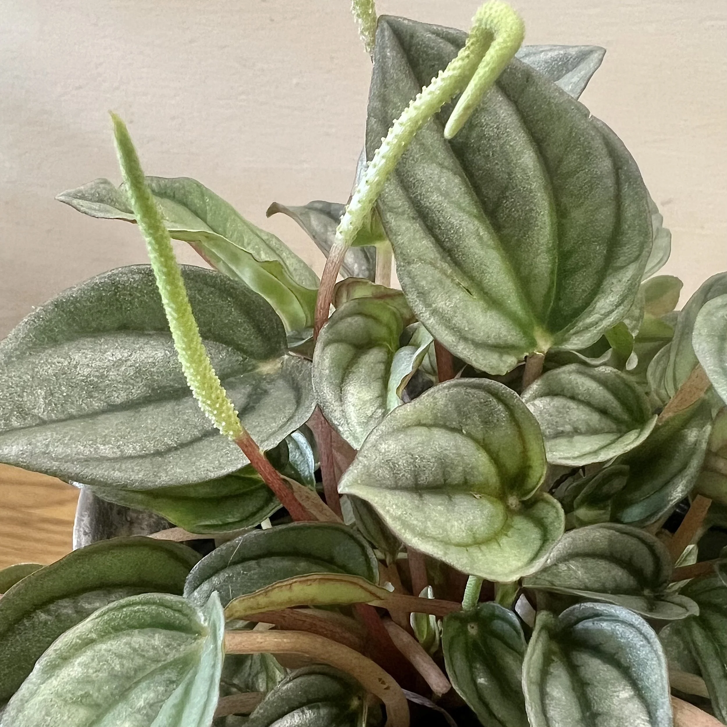 Rosso Peperomia Dover NH The Flower Room