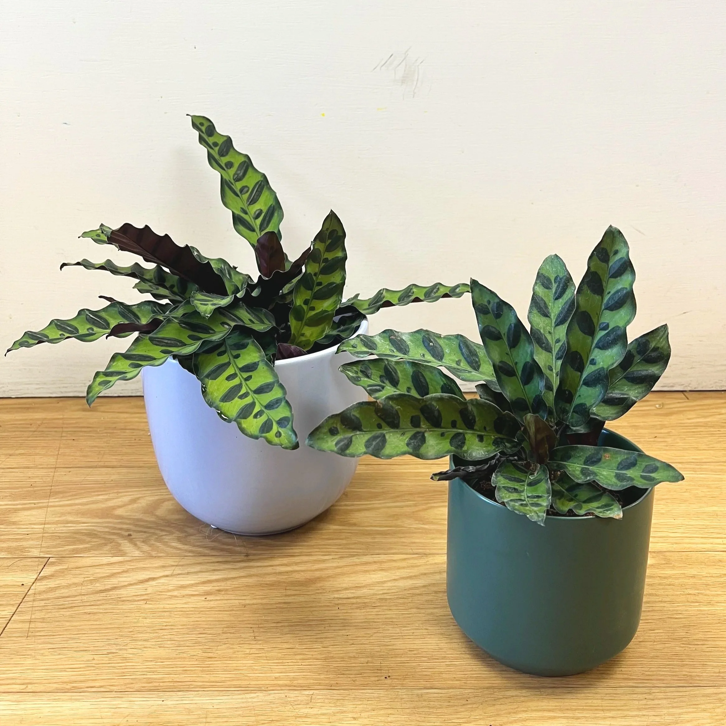 Calathea Rattlesnake for delivery or pickup dover nh