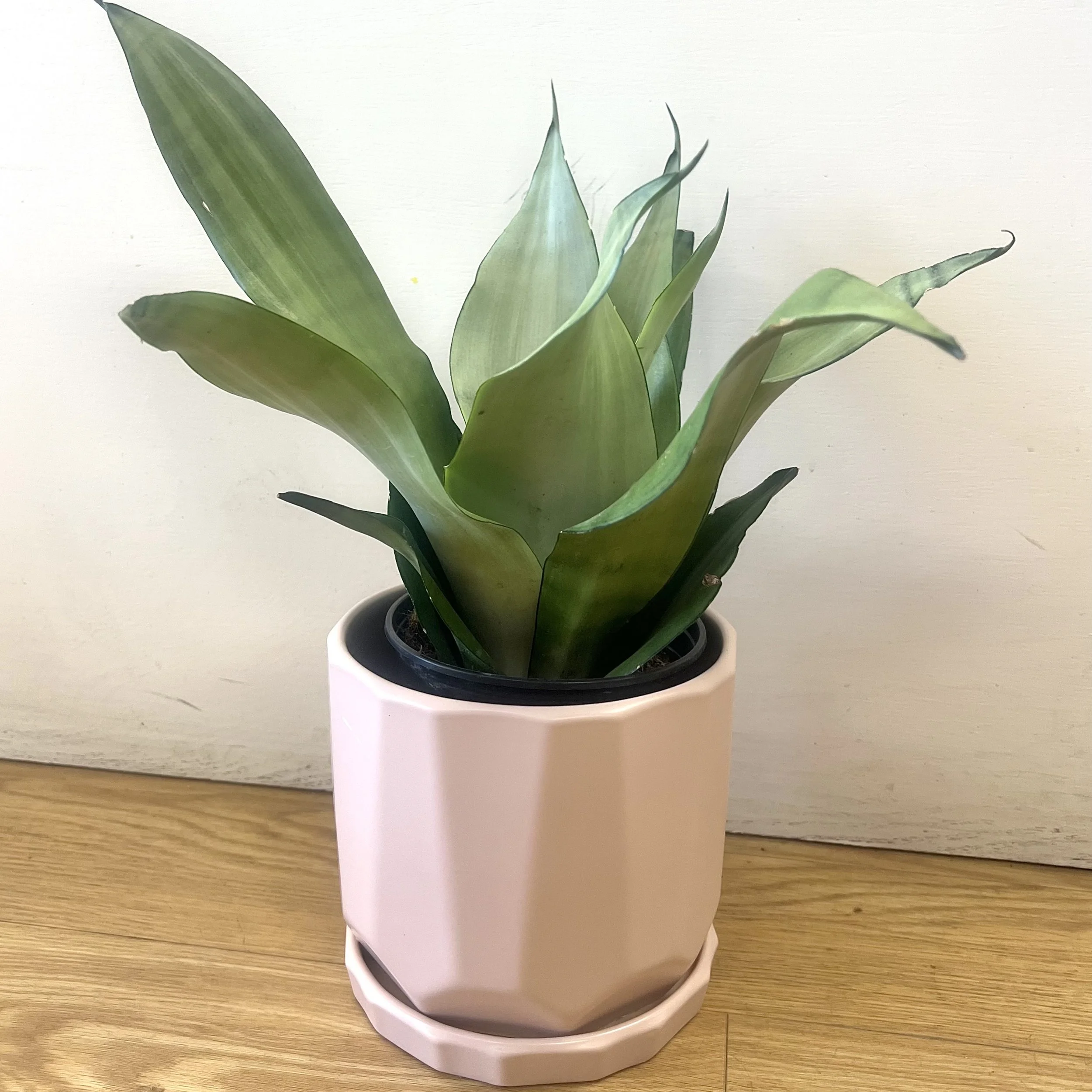 moonshine snake plant Dover NH The flower room