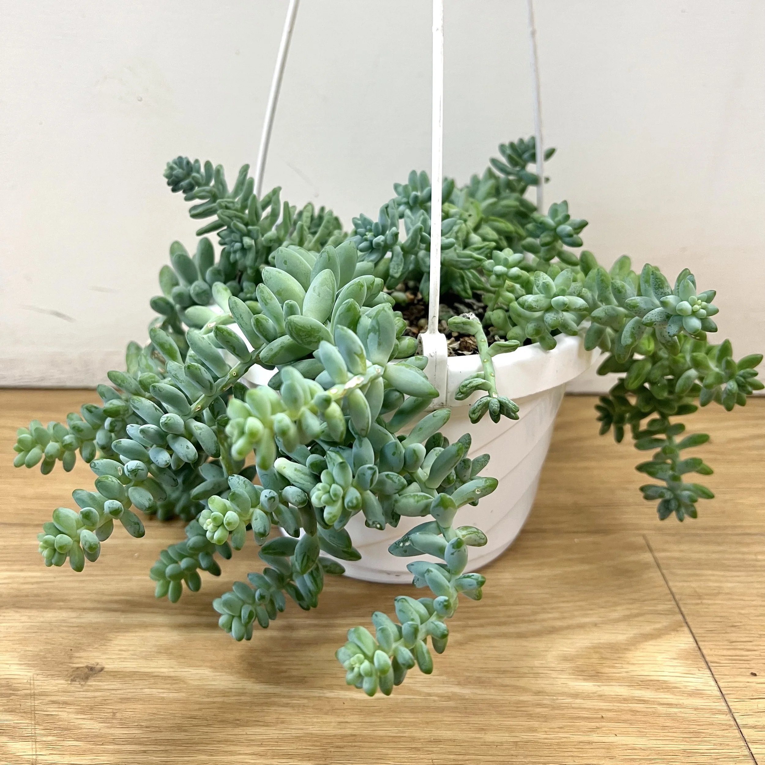 Burro's Tail Succulent Hanging Plant