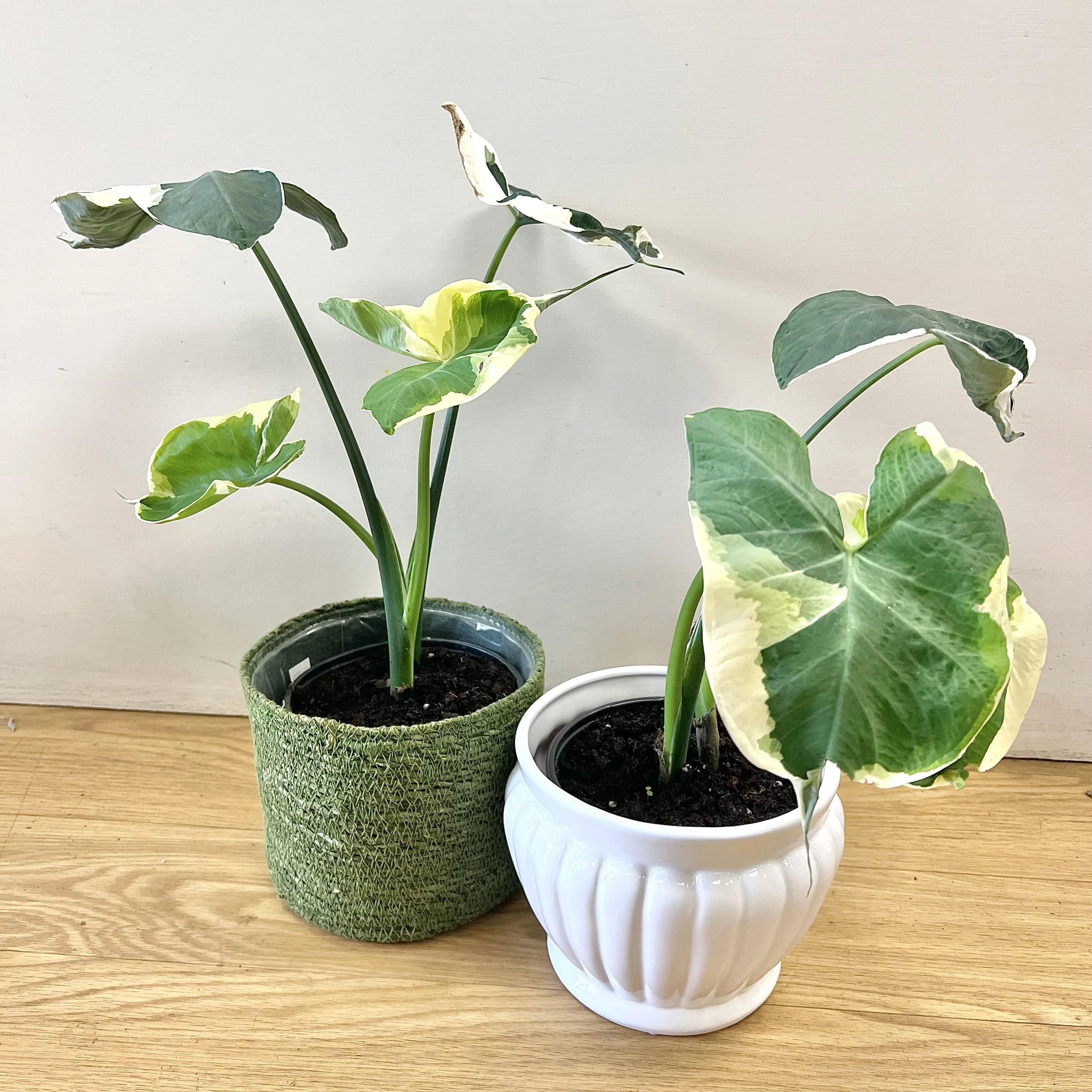 Colocasia 'Mickey Mouse'