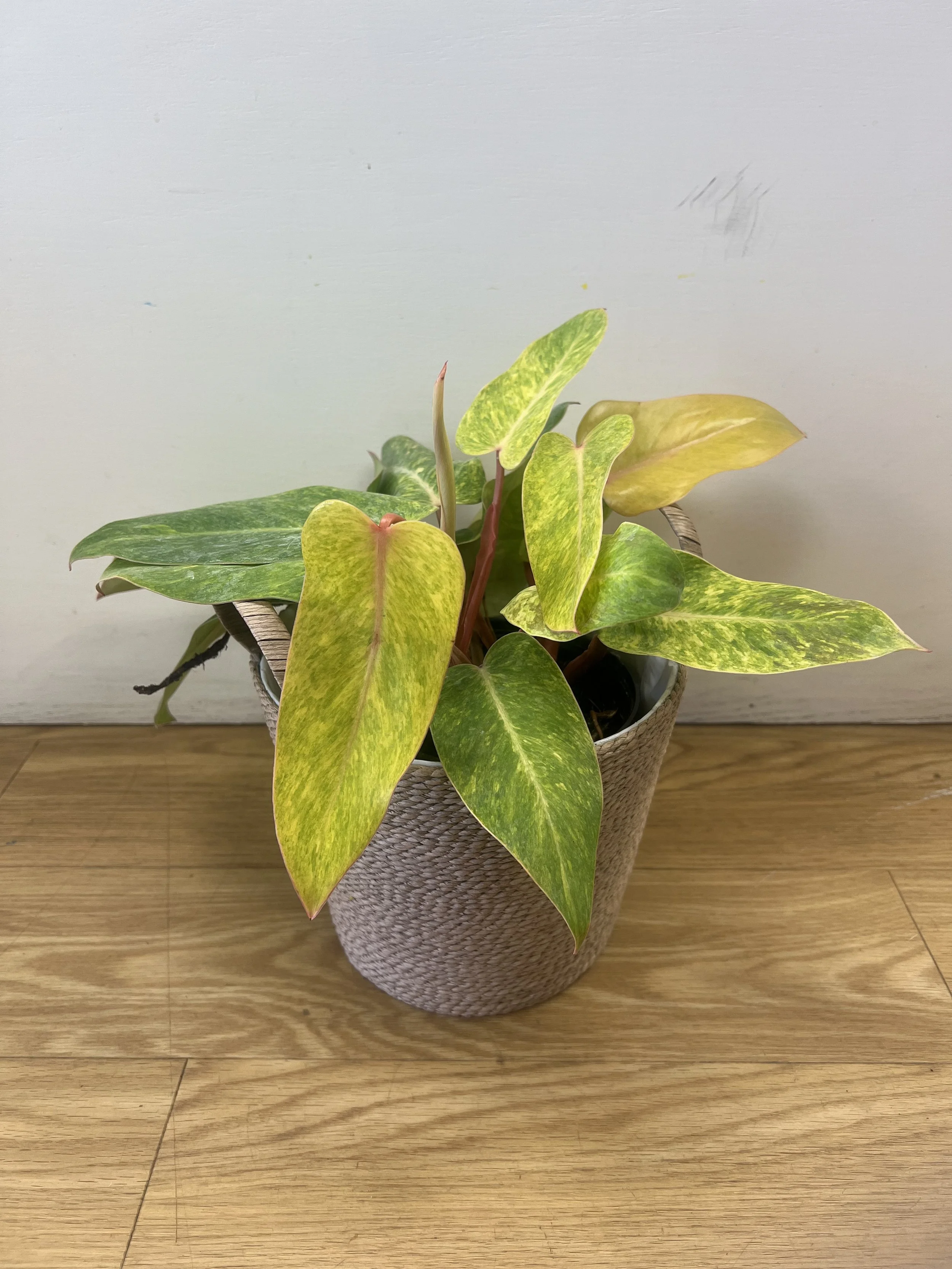 Philodendron "Painted Lady"