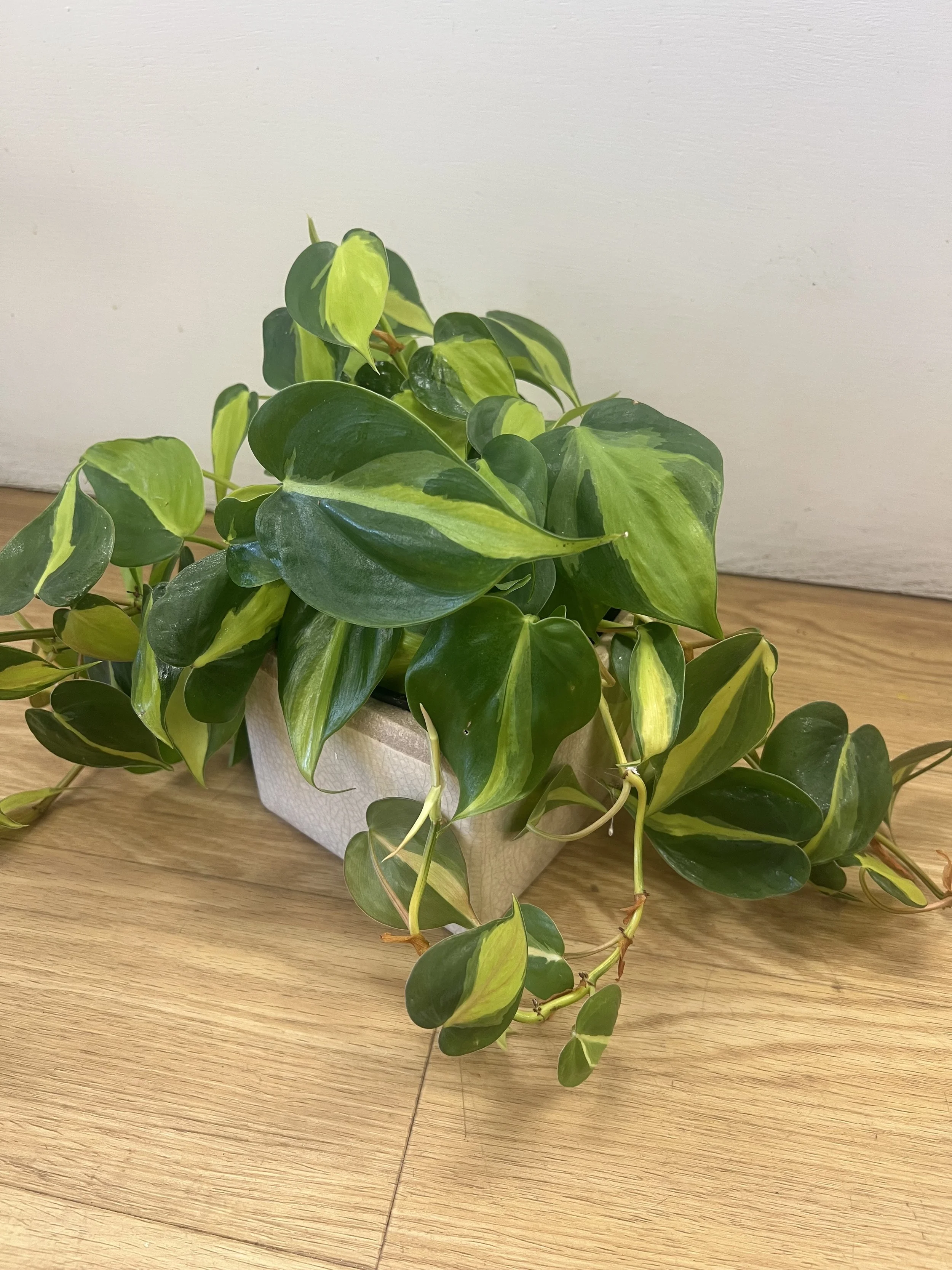 Brasil Philodendron