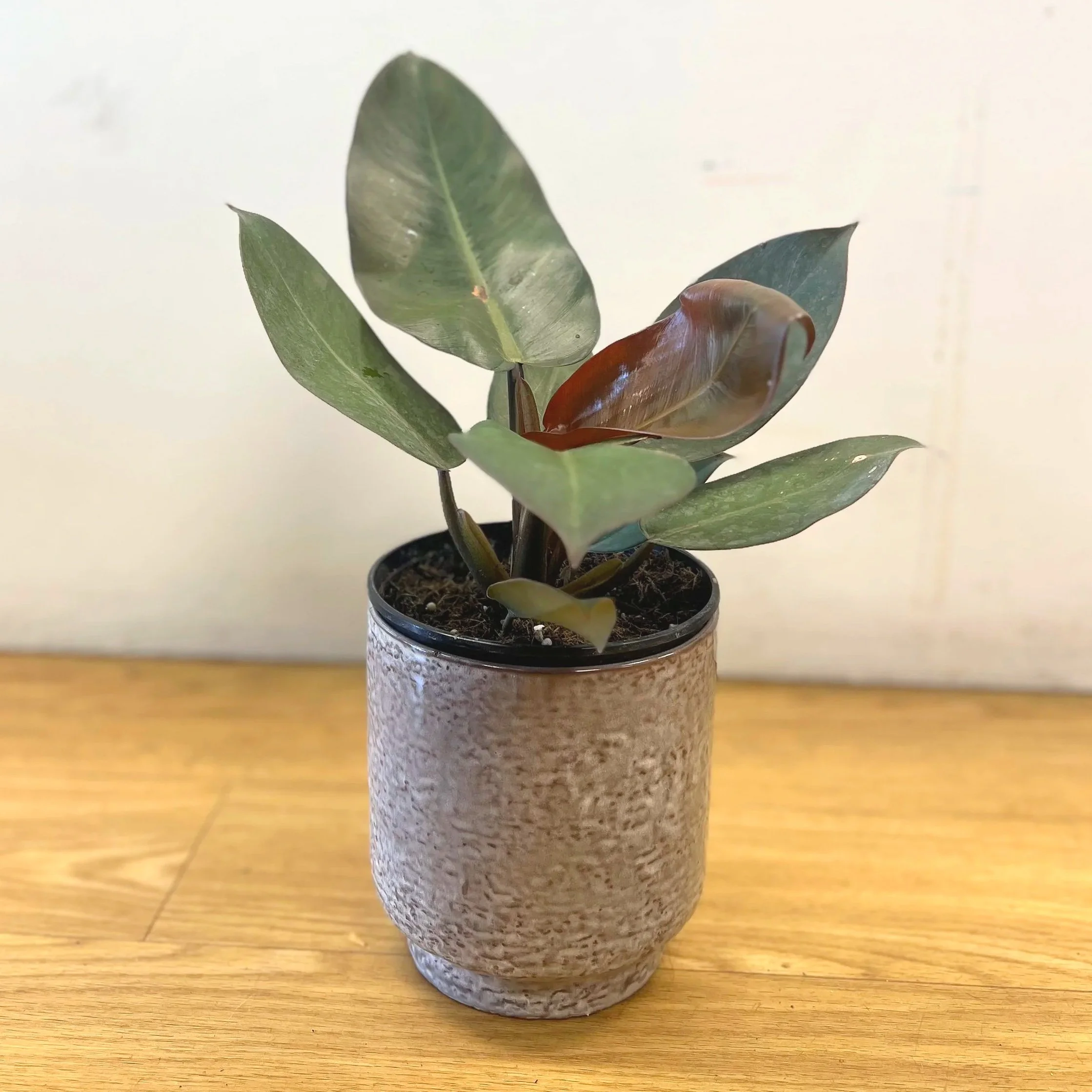 Philodendron 'black cardinal' Plant Dover NH