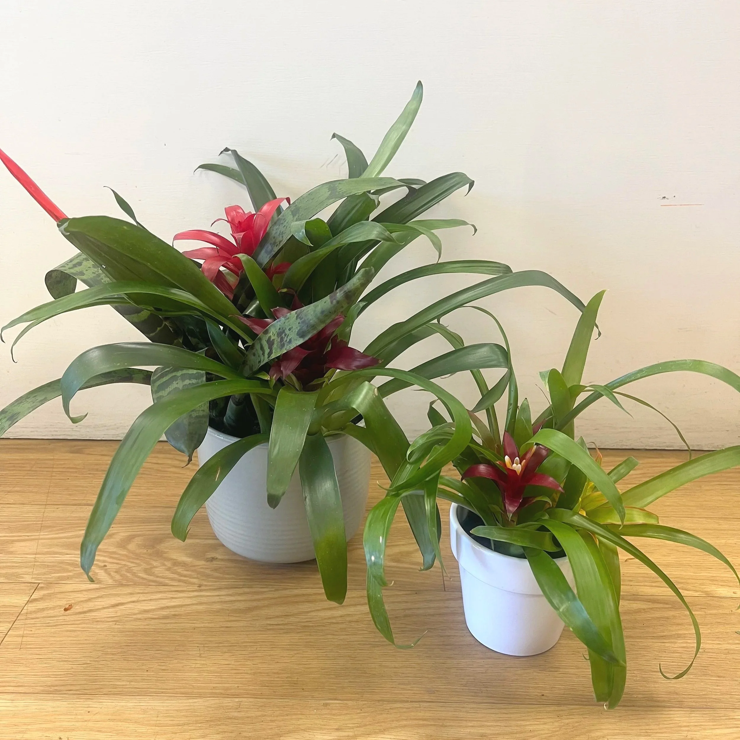 Bromeliad Gardens