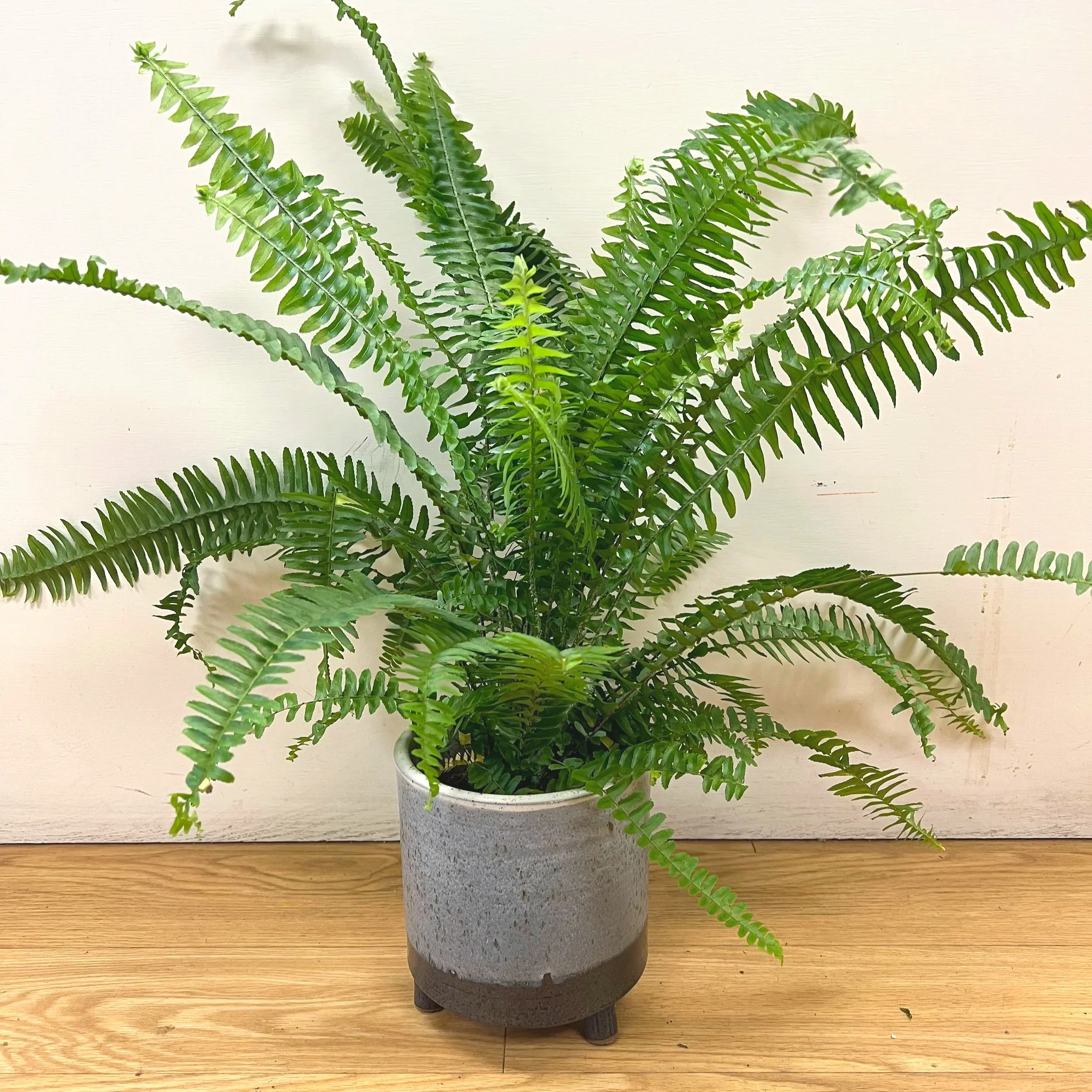 Kim Queen Fern Houseplant