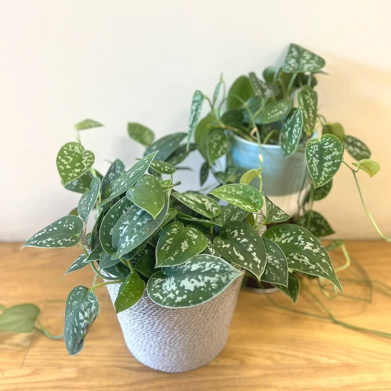 Satin pothos easy care plant for medium light environments. Delivery or  pickup Dover, NH 03820 03824  The Flower Room