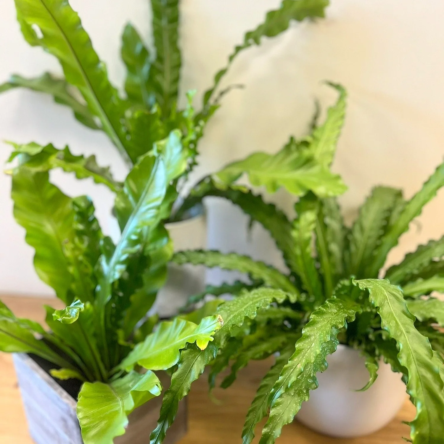 Birds nest fern plant in multiple sizes for sale in Dover NH  The Flower  Room