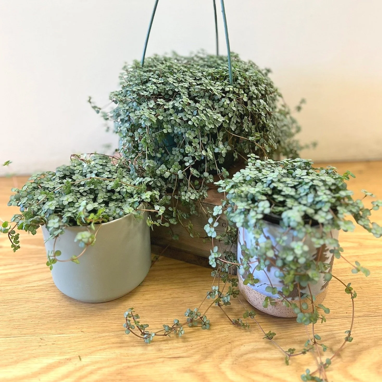 Pilea glauca 'Aquamarine'
