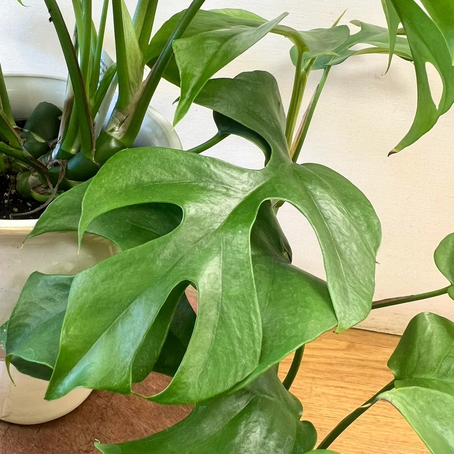 monstera minima rare houseplant in the monstera family available at your  local dover nh flower shop  The Flower Room