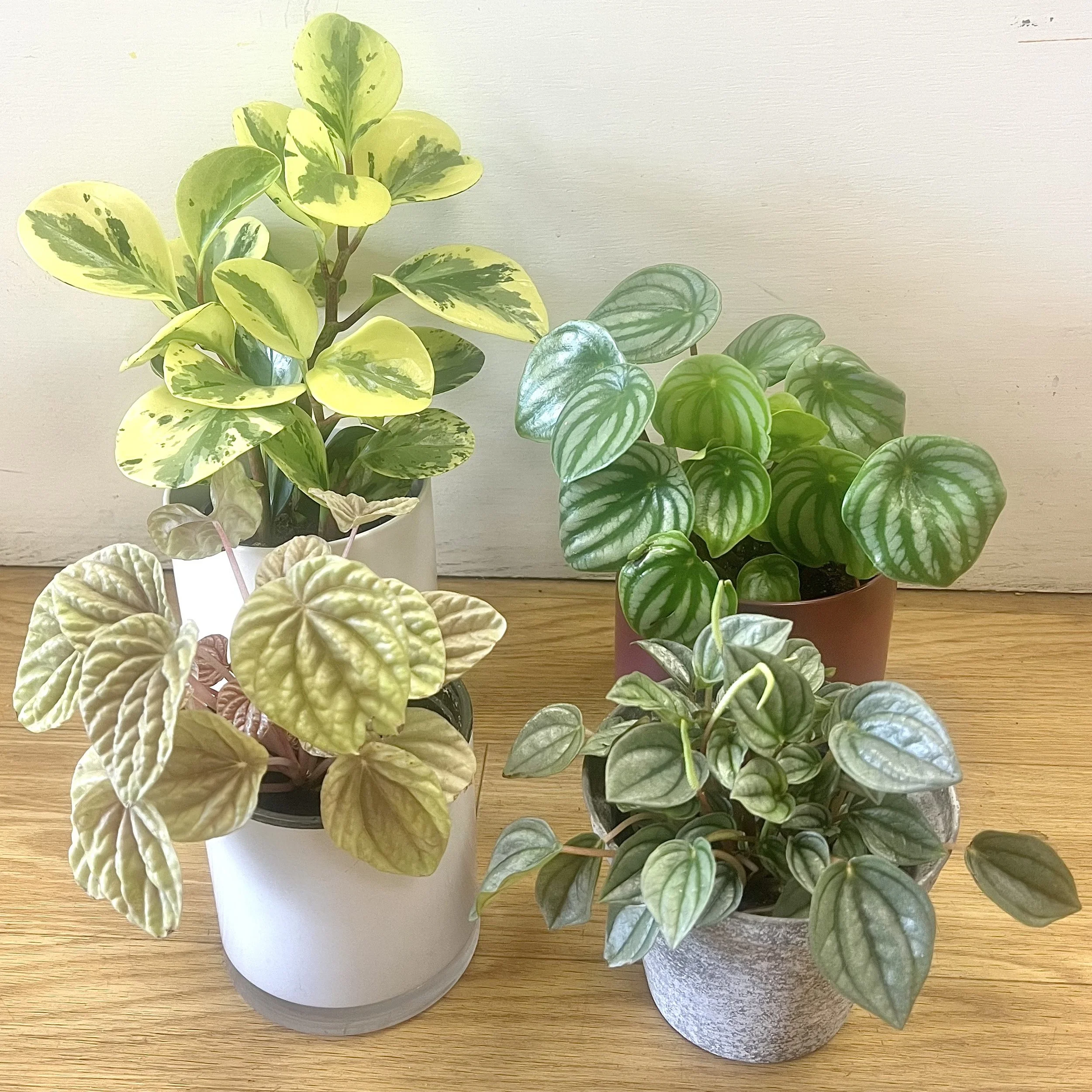 Peperomia
