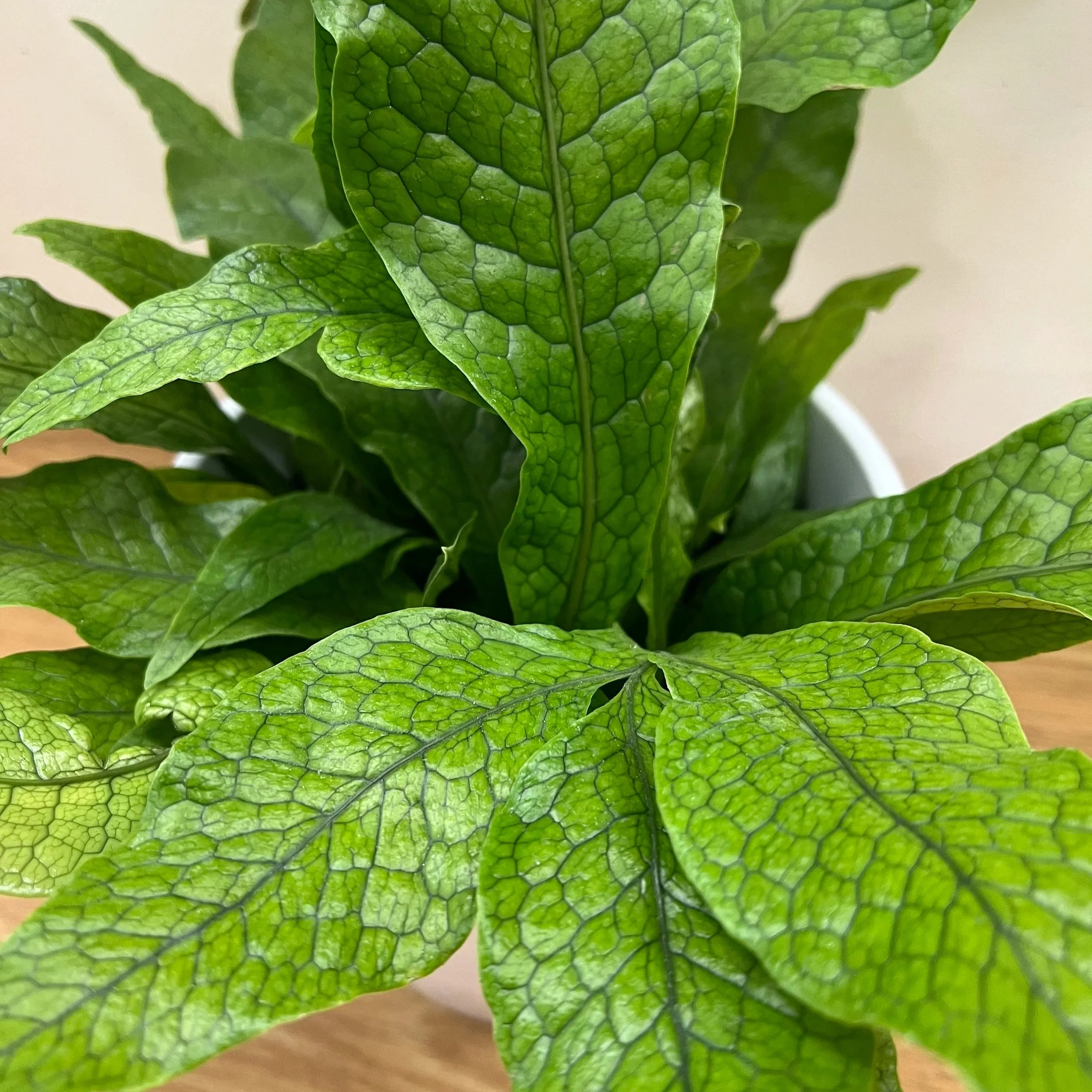 Crocodile Fern Close Up