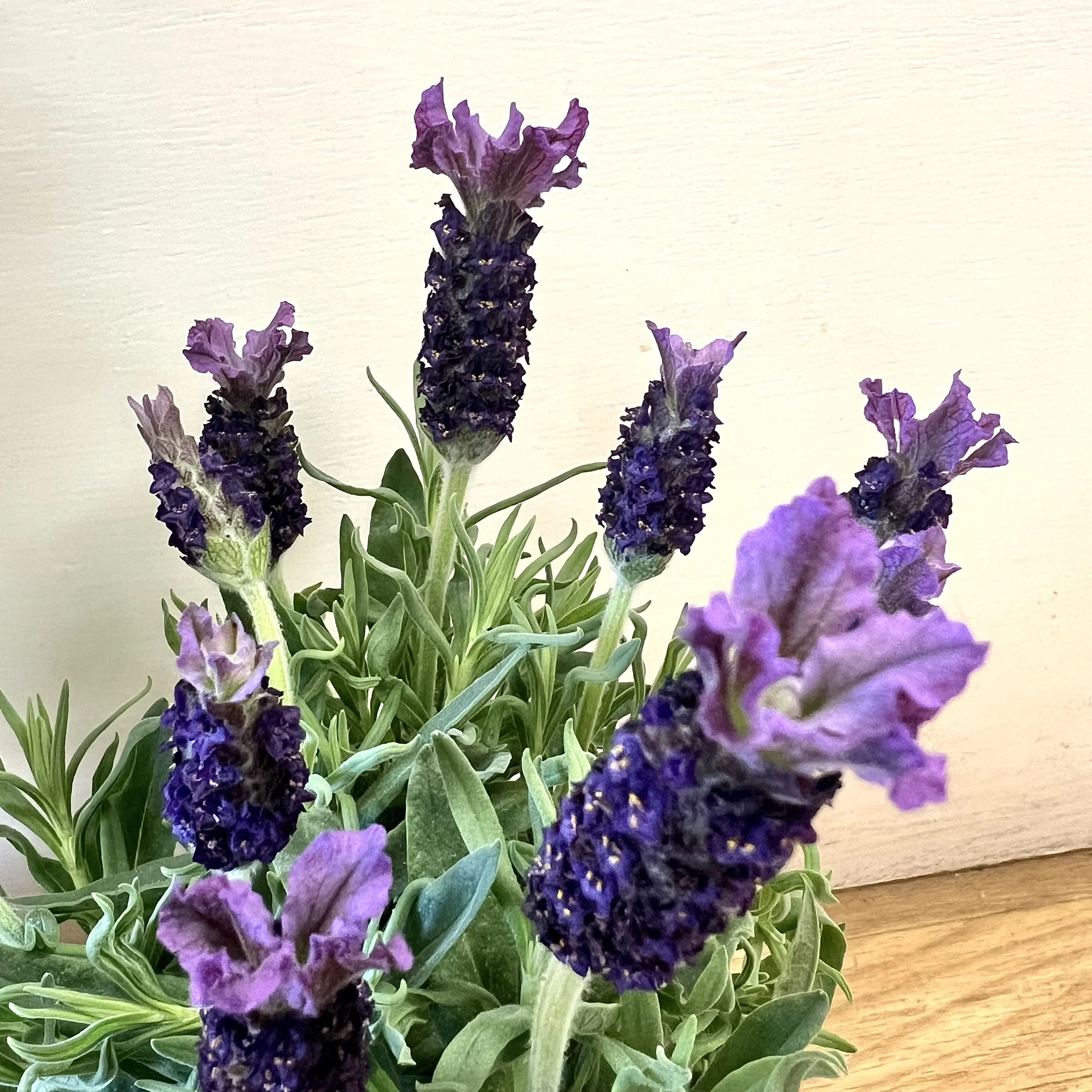 lavender plant flower closeup