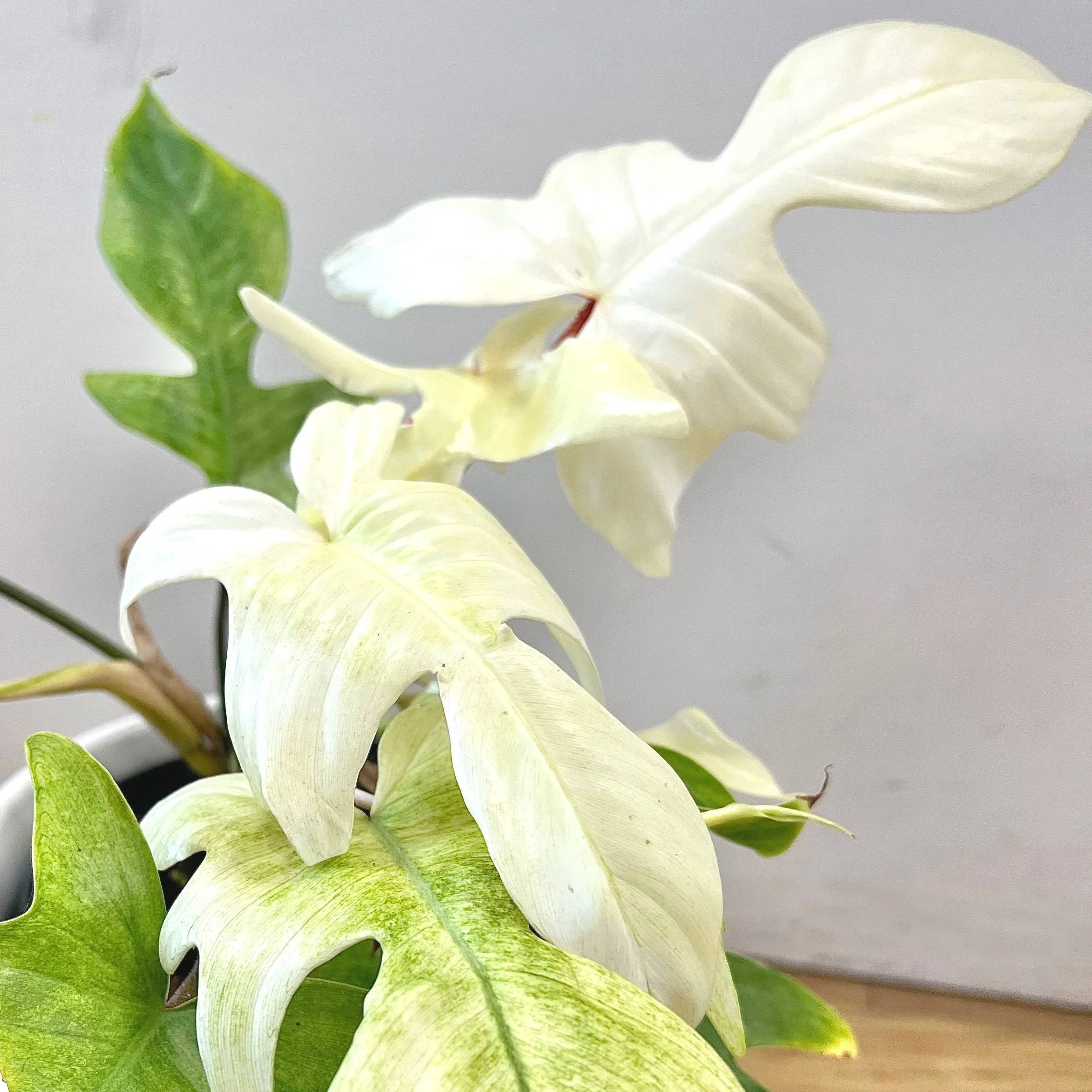 Florida Ghost Philodendron The Plant Shop By The Flower Room