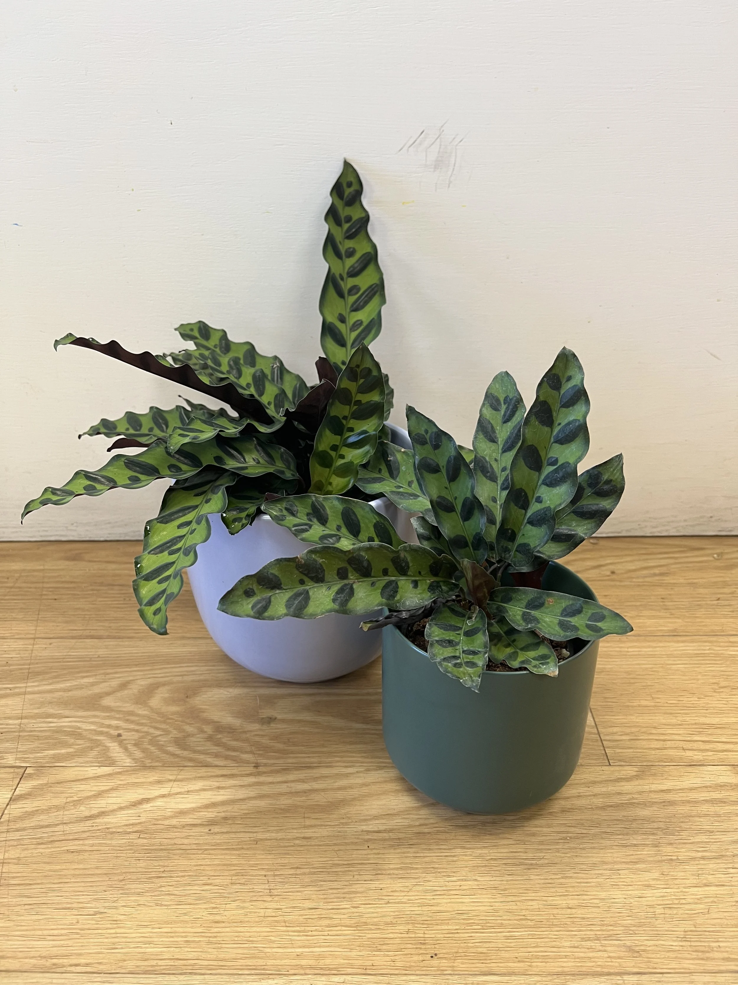 Rattlesnake Calathea