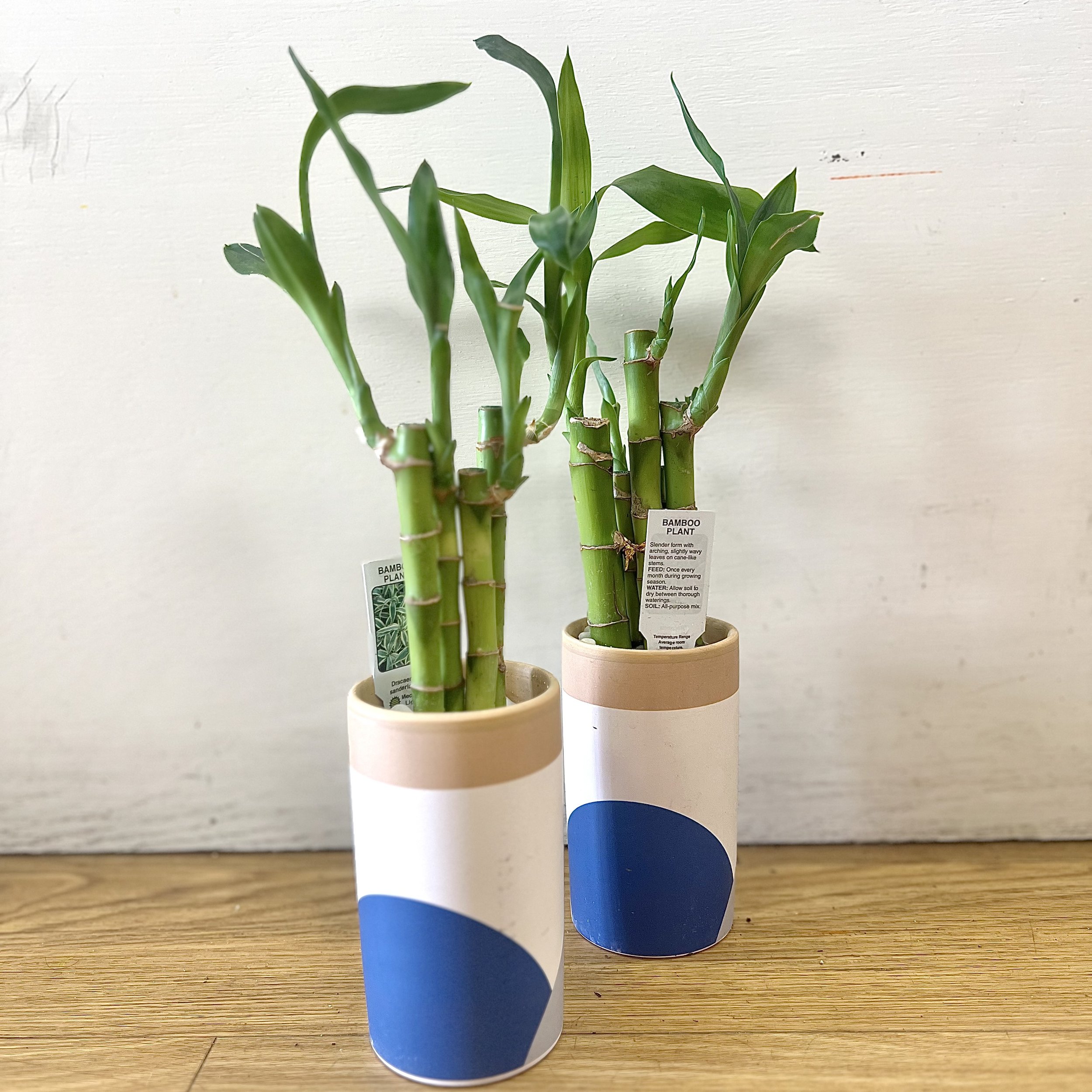 lucky bamboo plant by the flower room