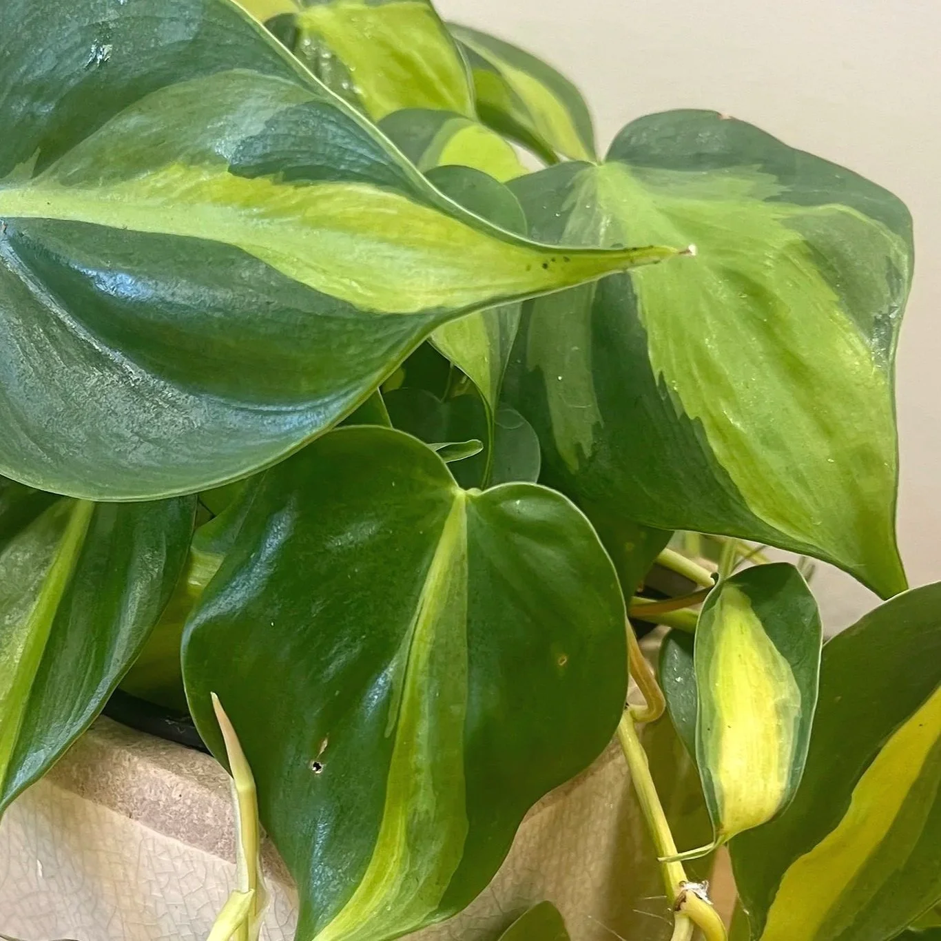 Brasil Philodendron Close Up