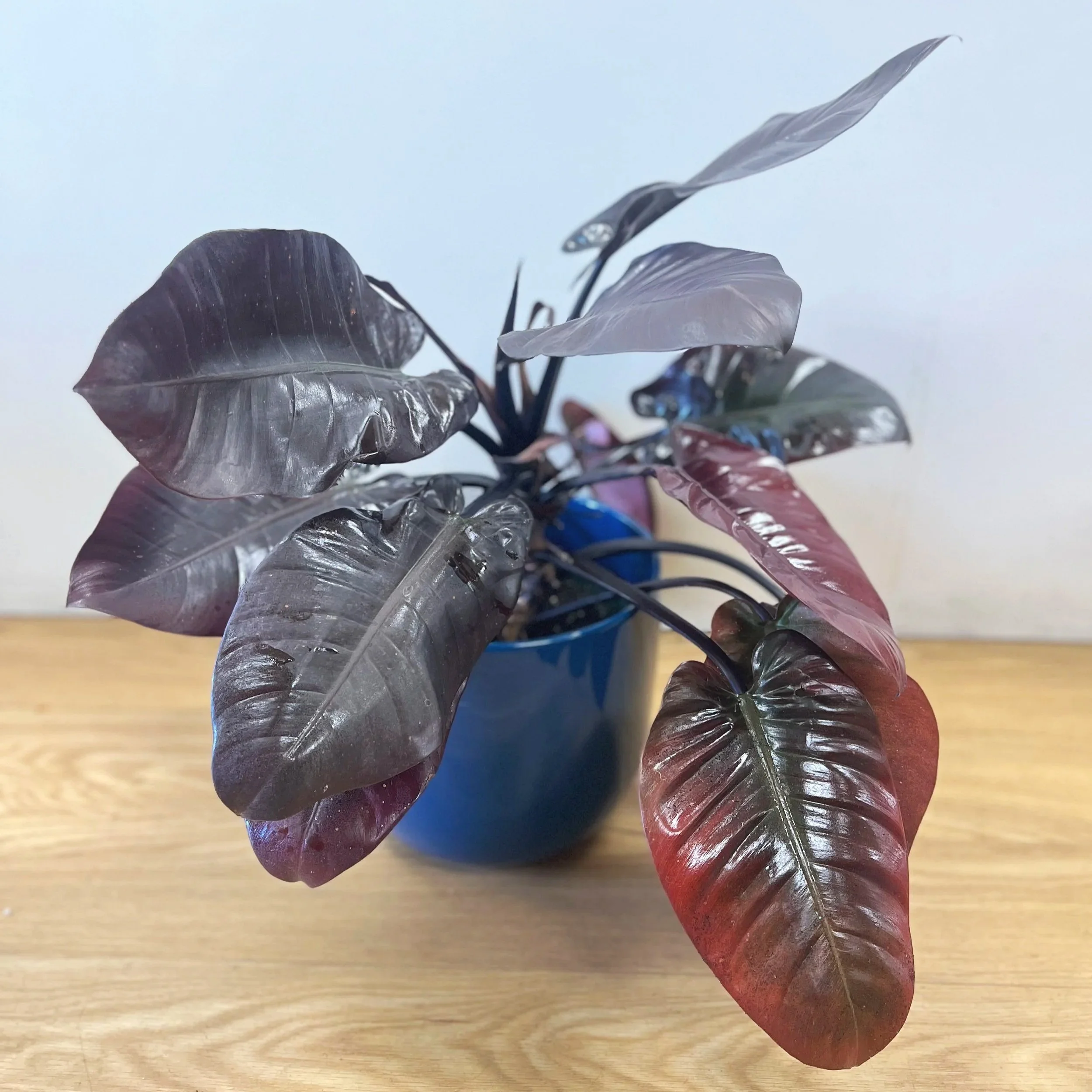 Large Black Cardinal Philo Plant by The Flower Room Collection