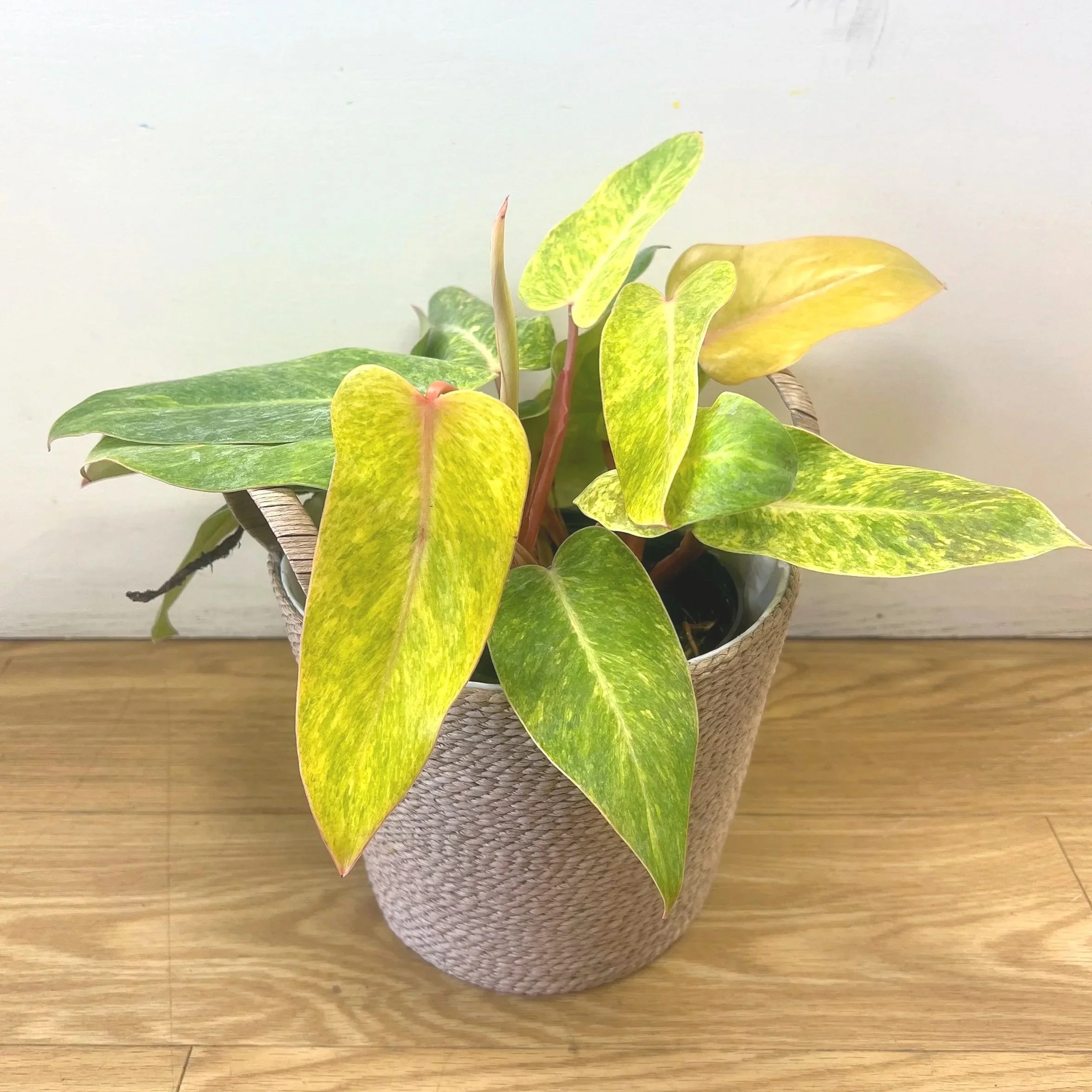 philodendron painted lady in basket