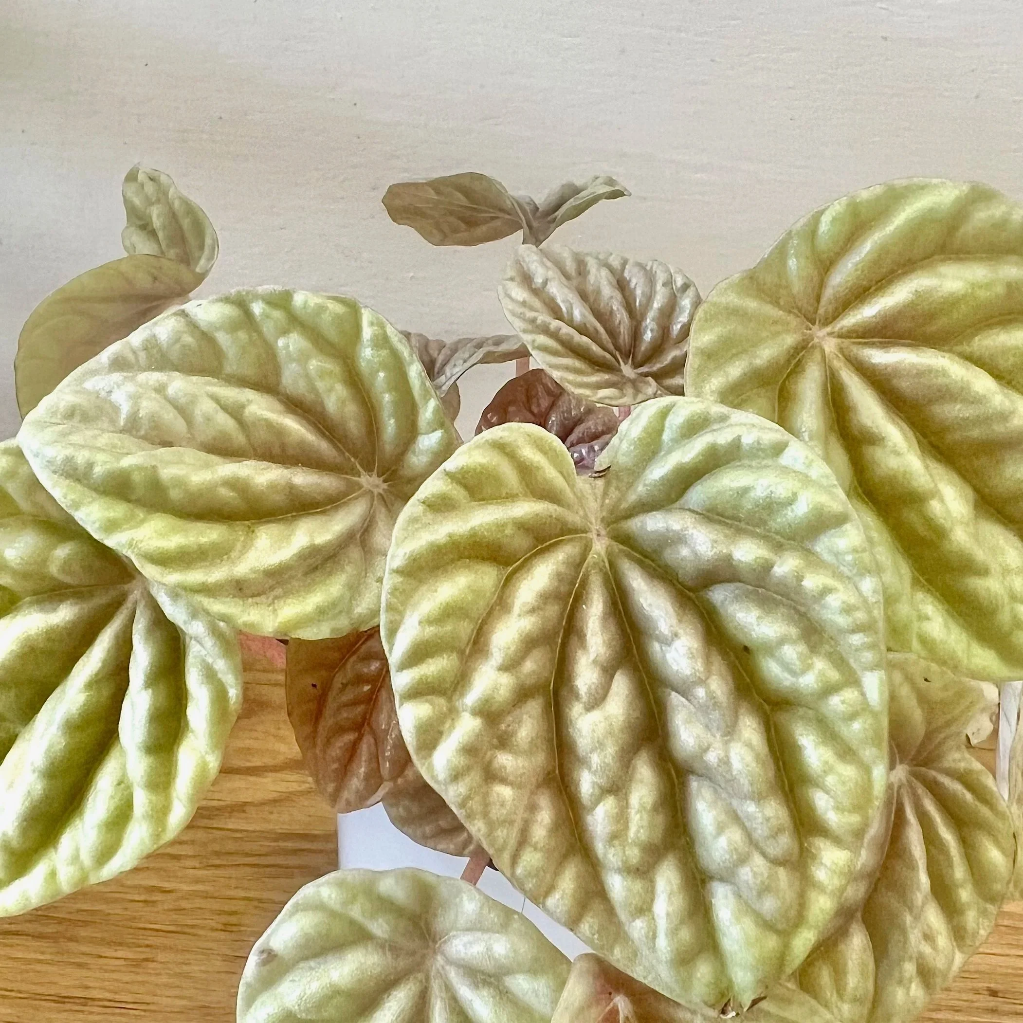 Quito Peperomia The Flower Room Dover NH