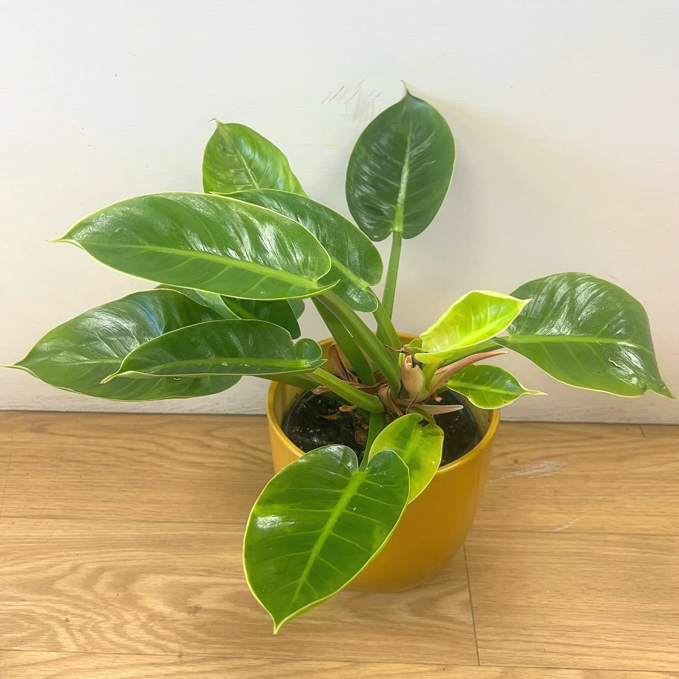 Philodendron "Moonlight" plant collection by The Flower Room