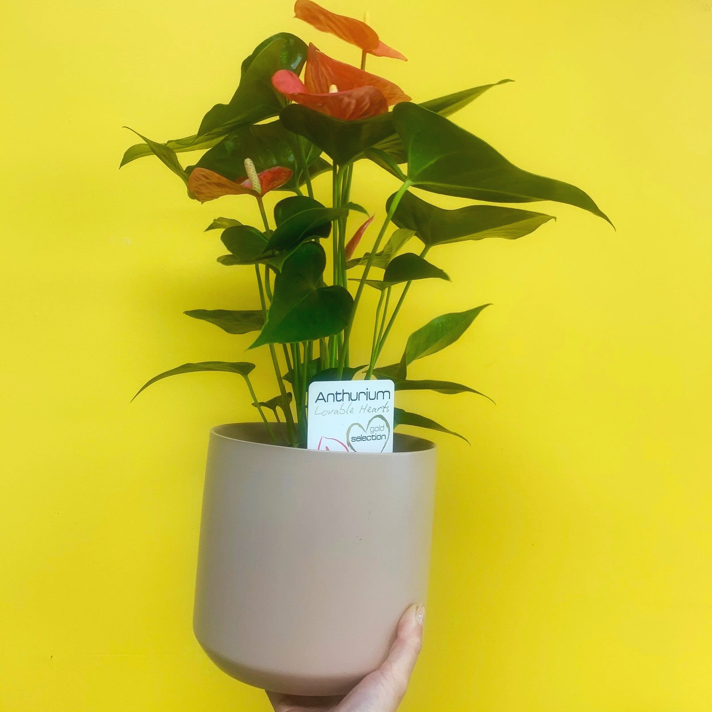 Anthurium
