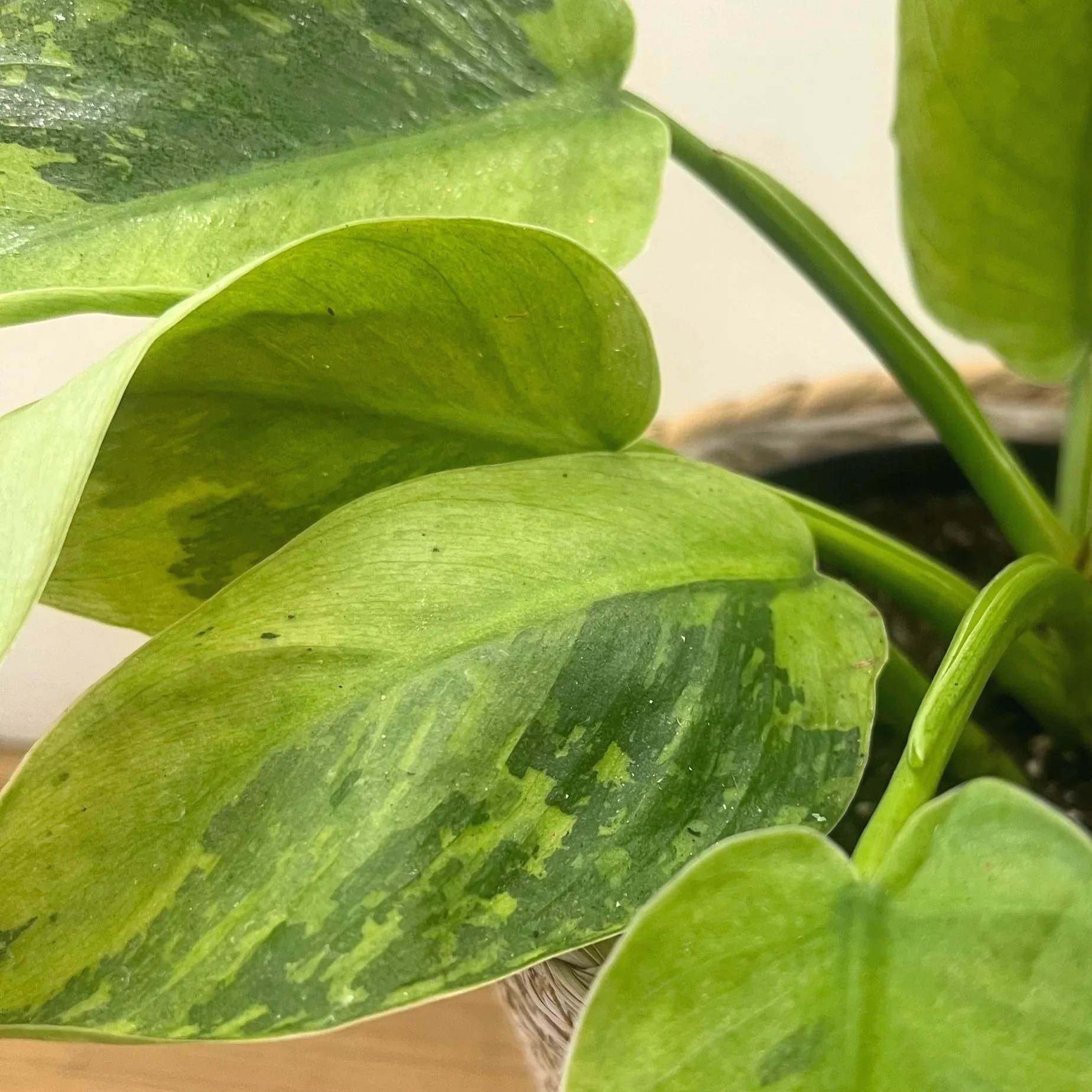 jose buono philodendron close up