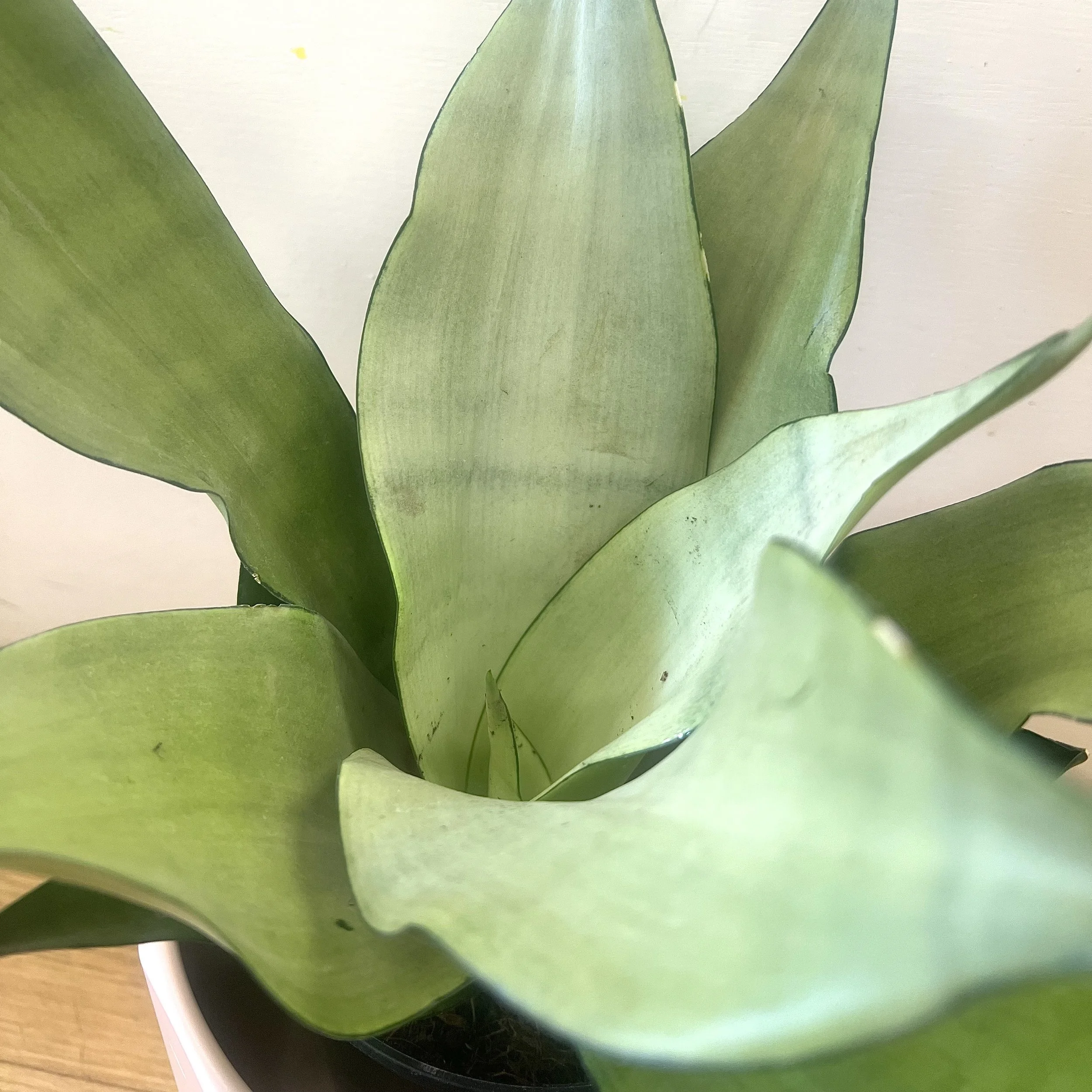 Moonshine Snake Plant