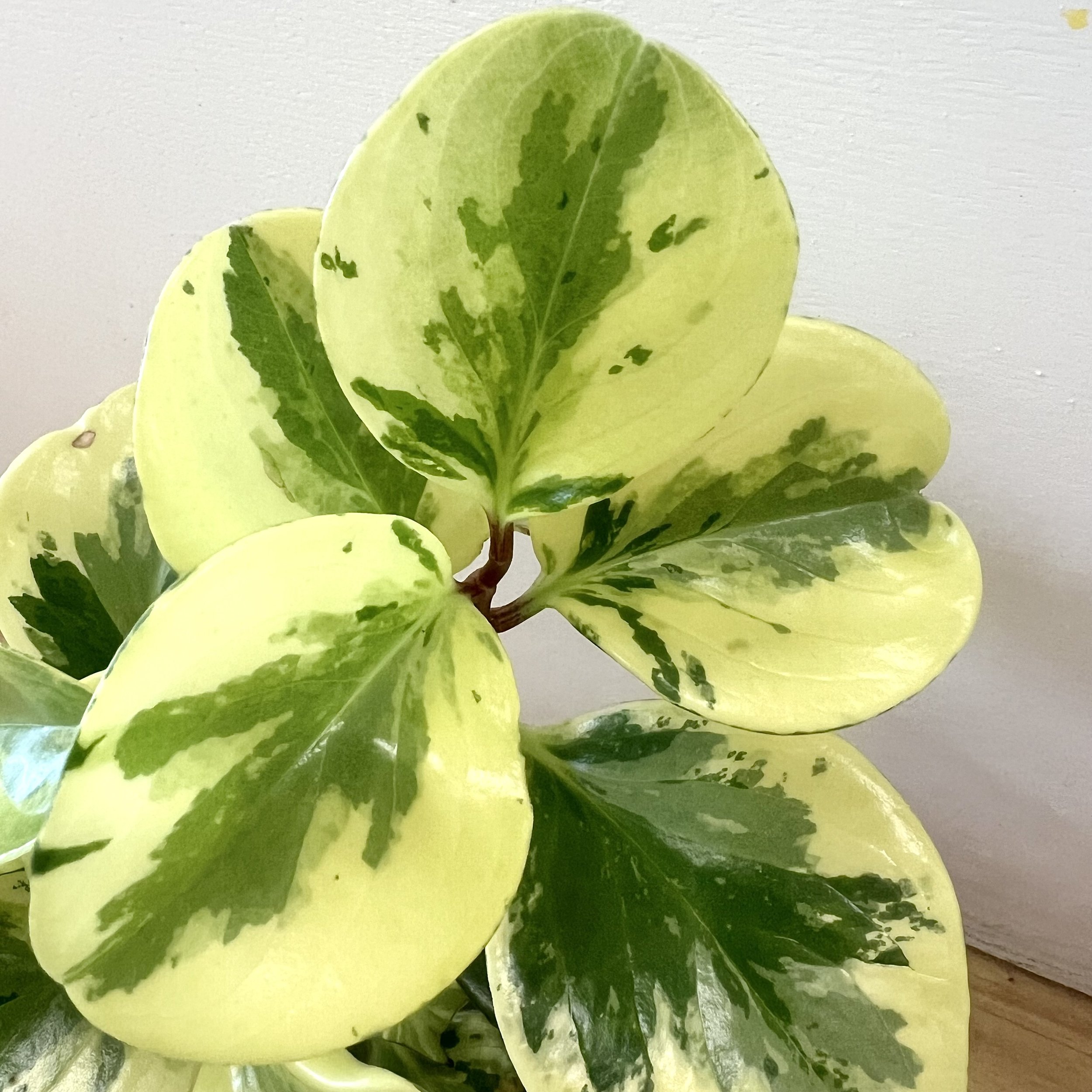 Marble Peperomia Dover NH