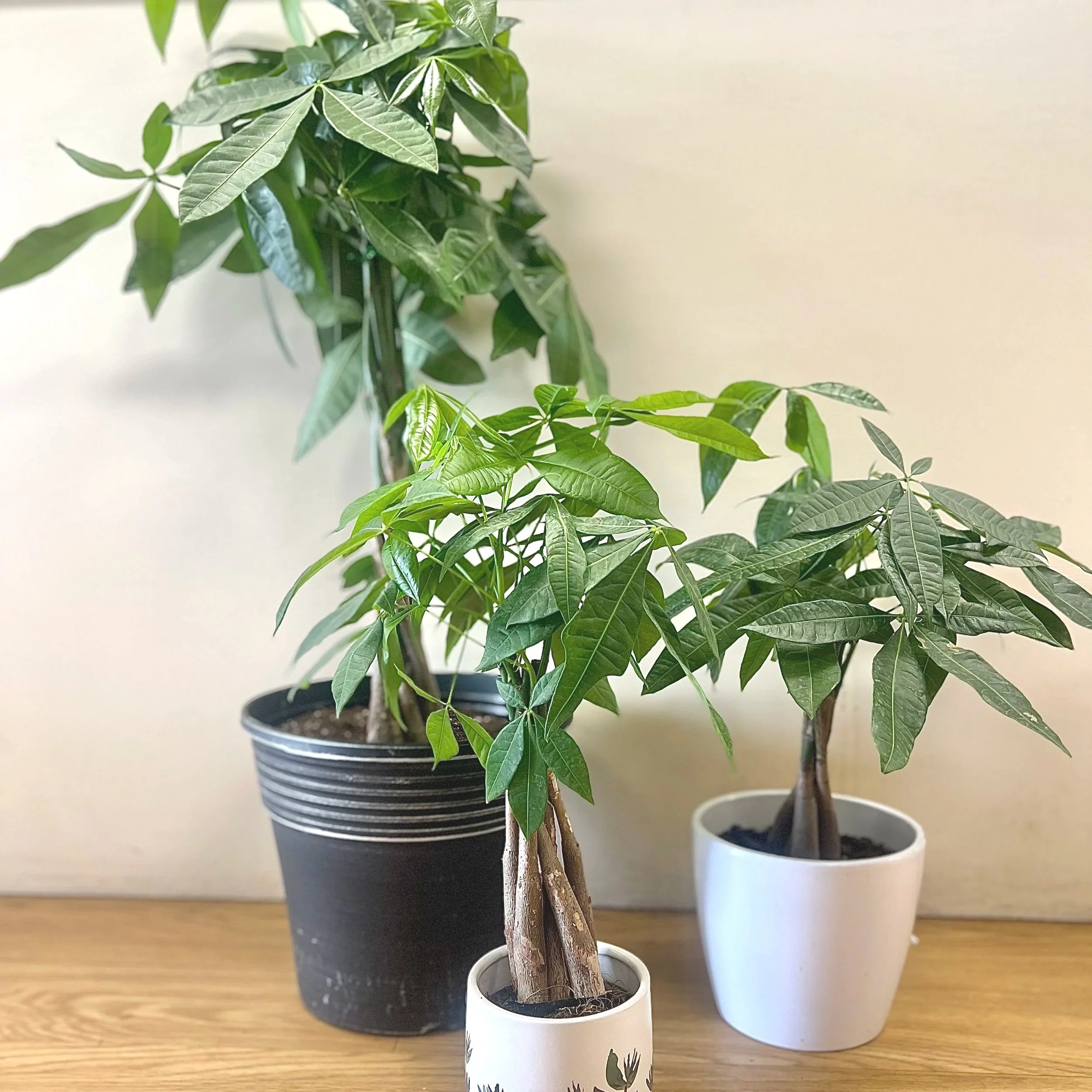 Pachira Money Tree Alternate View