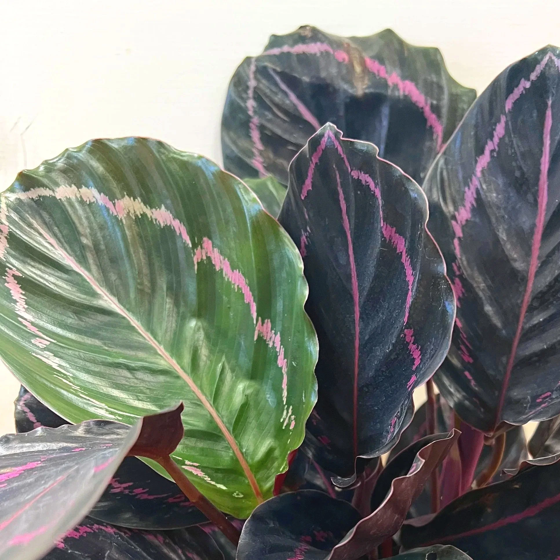 Calathea Dottie Close Up