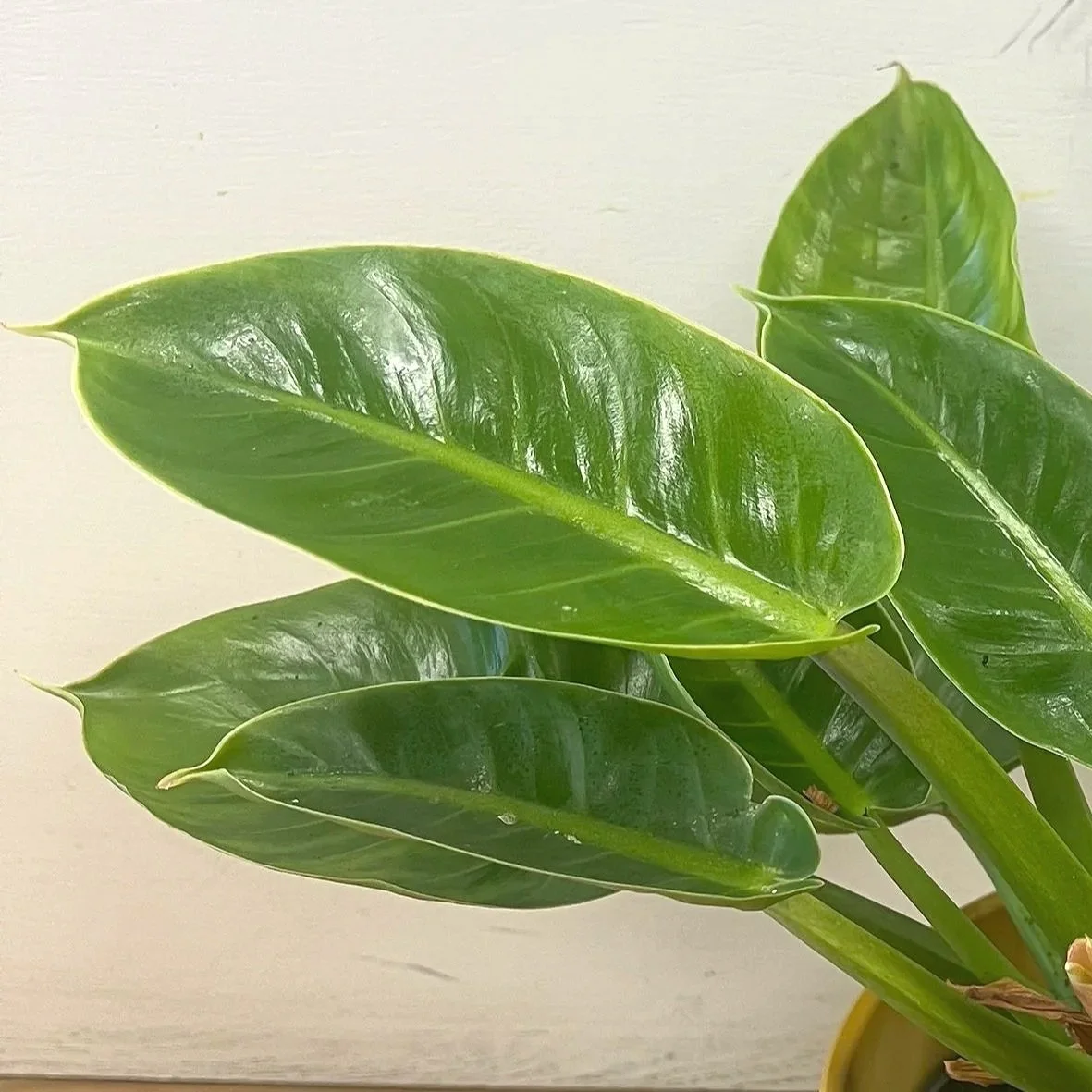 Philodendron Moonlight Close Up Dover NH Delivery