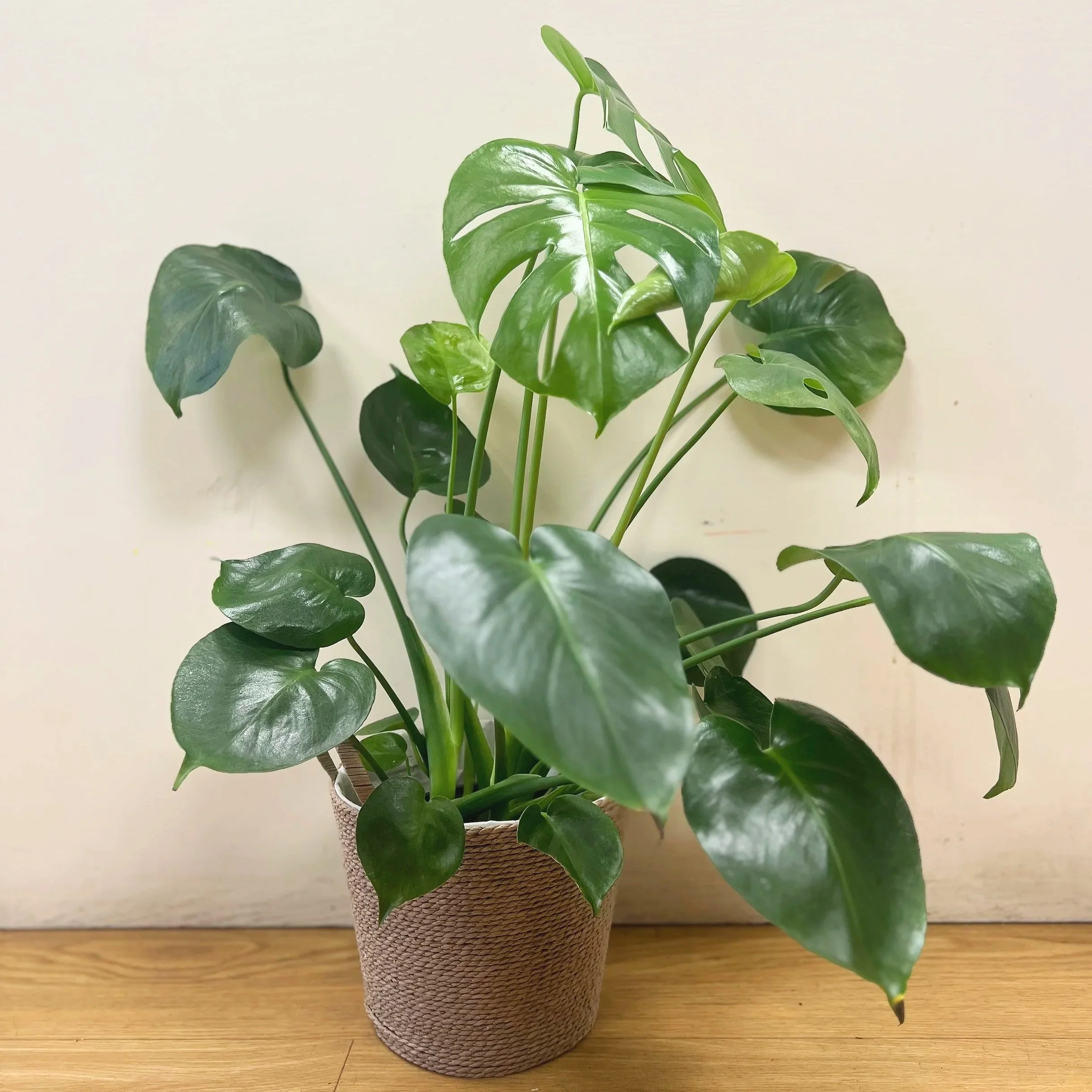Monstera Plant