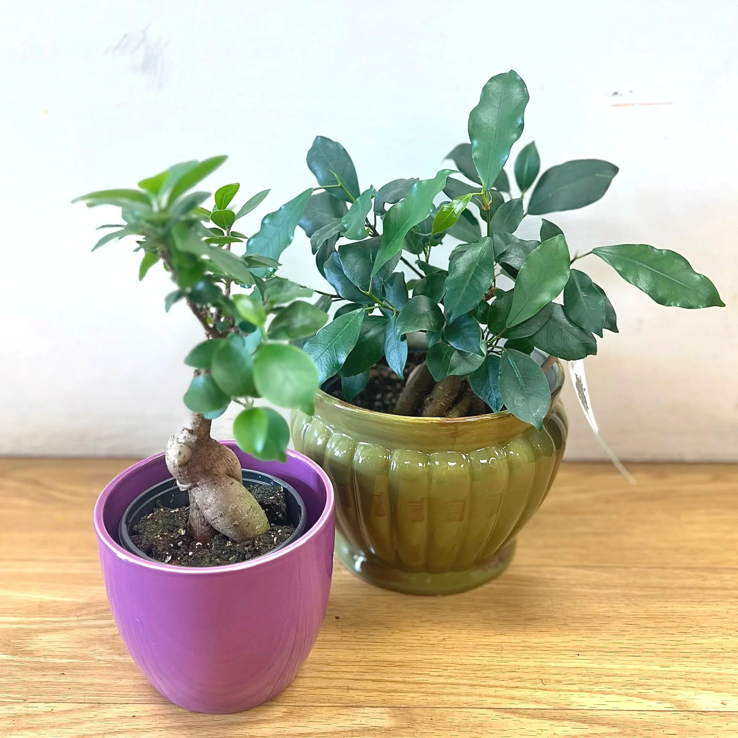 Ginseng Ficus The Plant Shop Dover NH