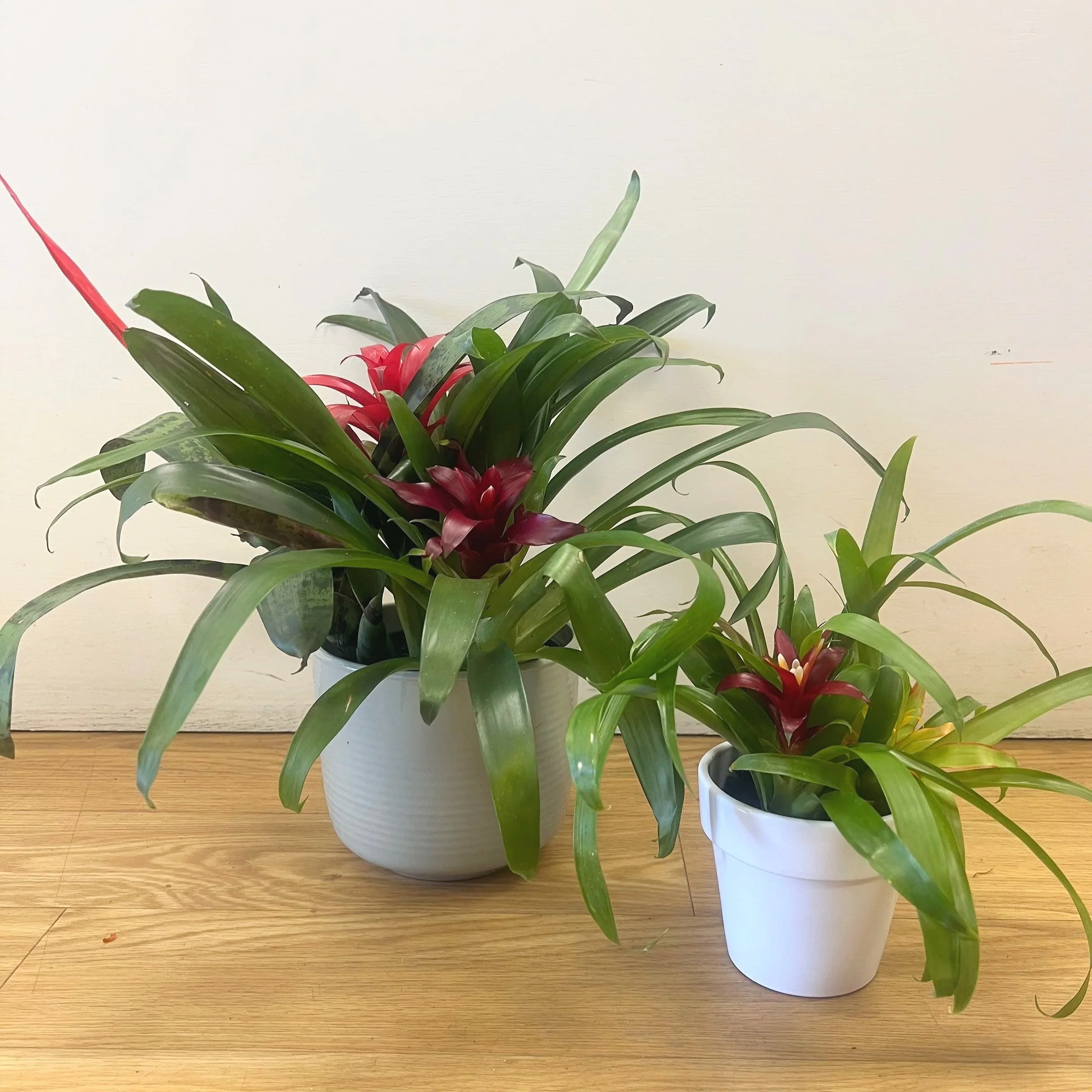 Bromeliad Garden By The Flower Room