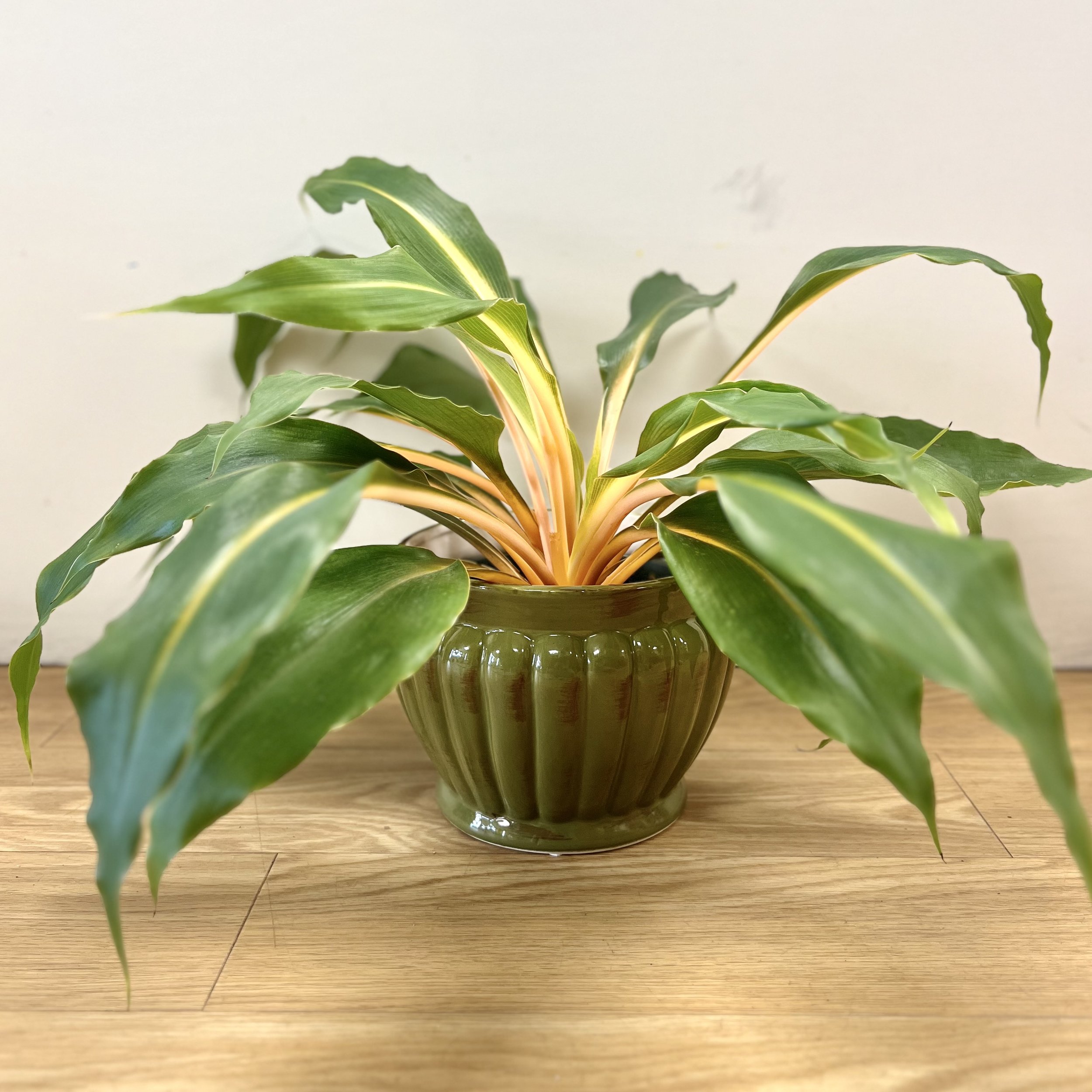 fire flash chlorophytum