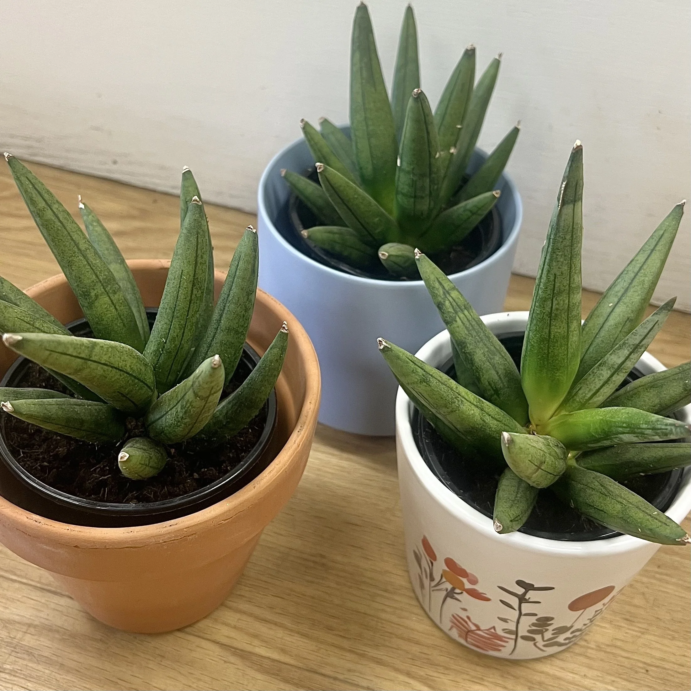 hedgehog sansevieria dracaena dover nh