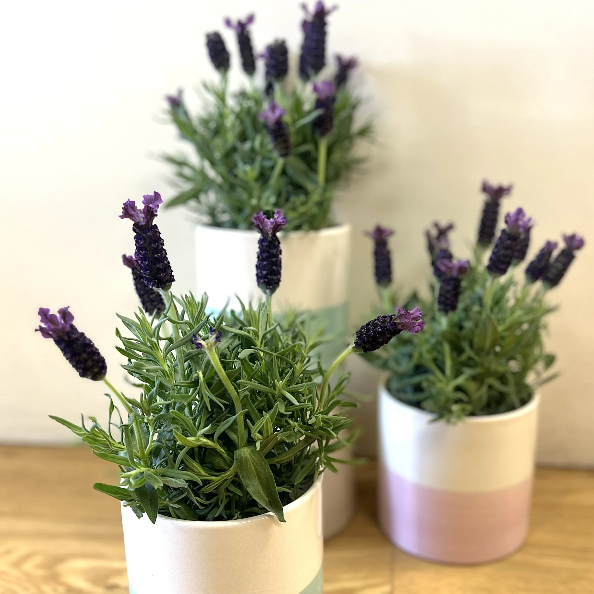 lavender plant dover nh florist