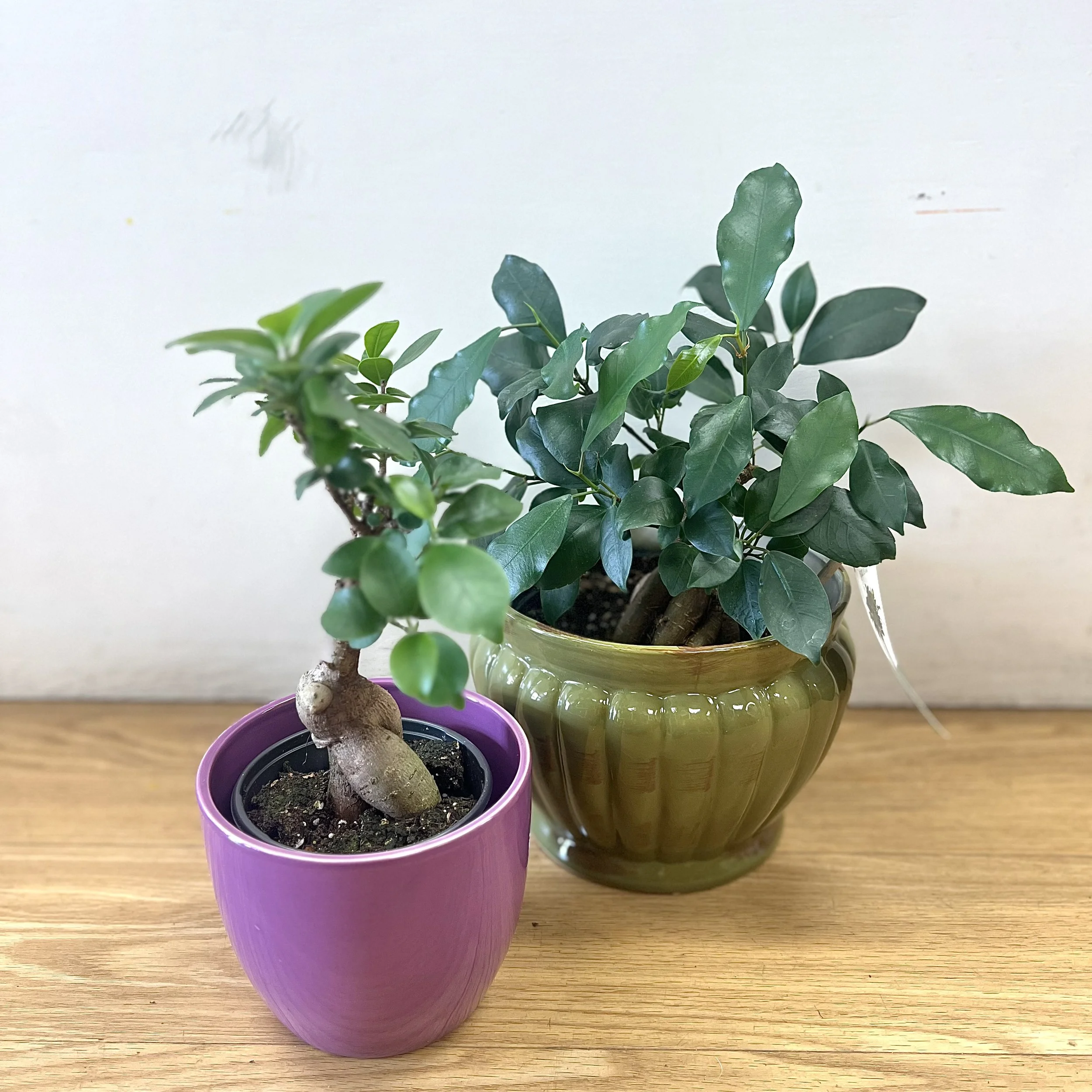 Ginseng Ficus