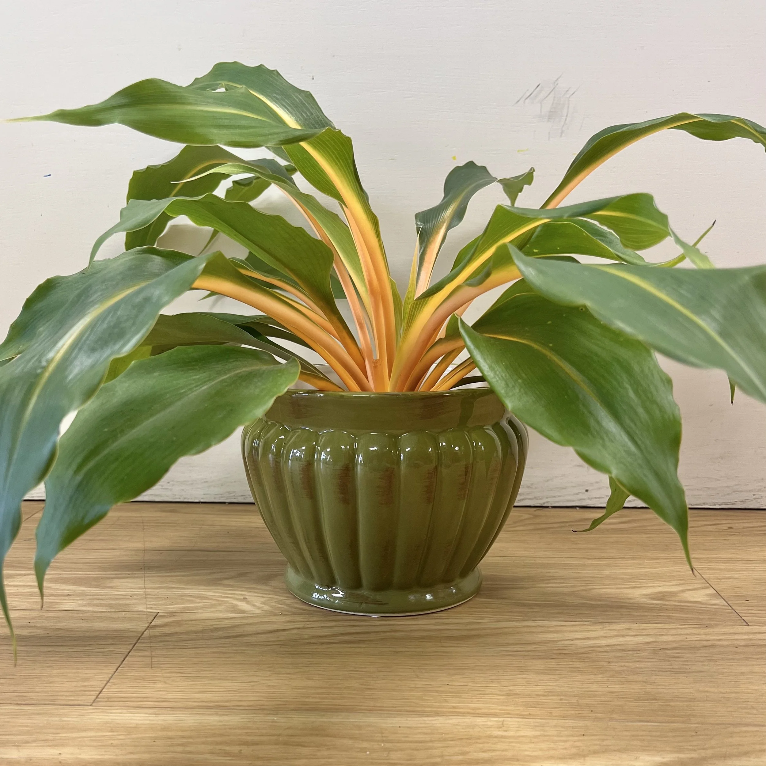 fire flash spider plant