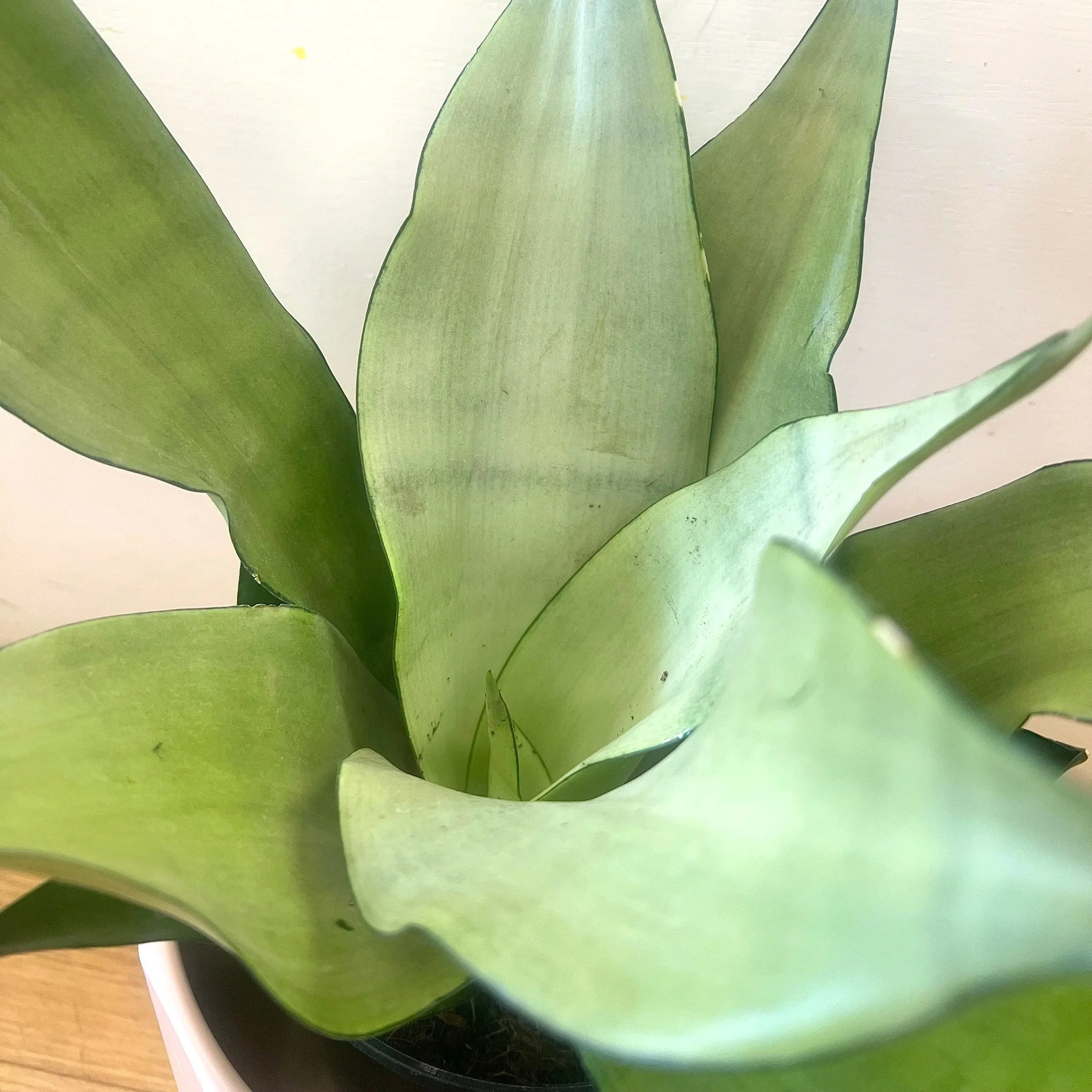 sansevieria moonshine at The Plant Shop at The Flower Room