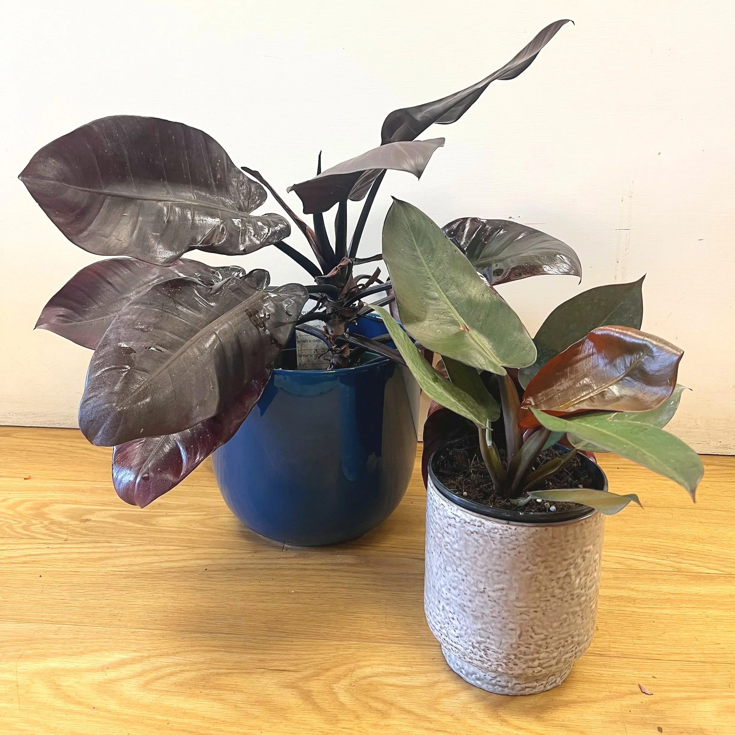 Black Cardinal Philodendron Plants By The Flower  Room