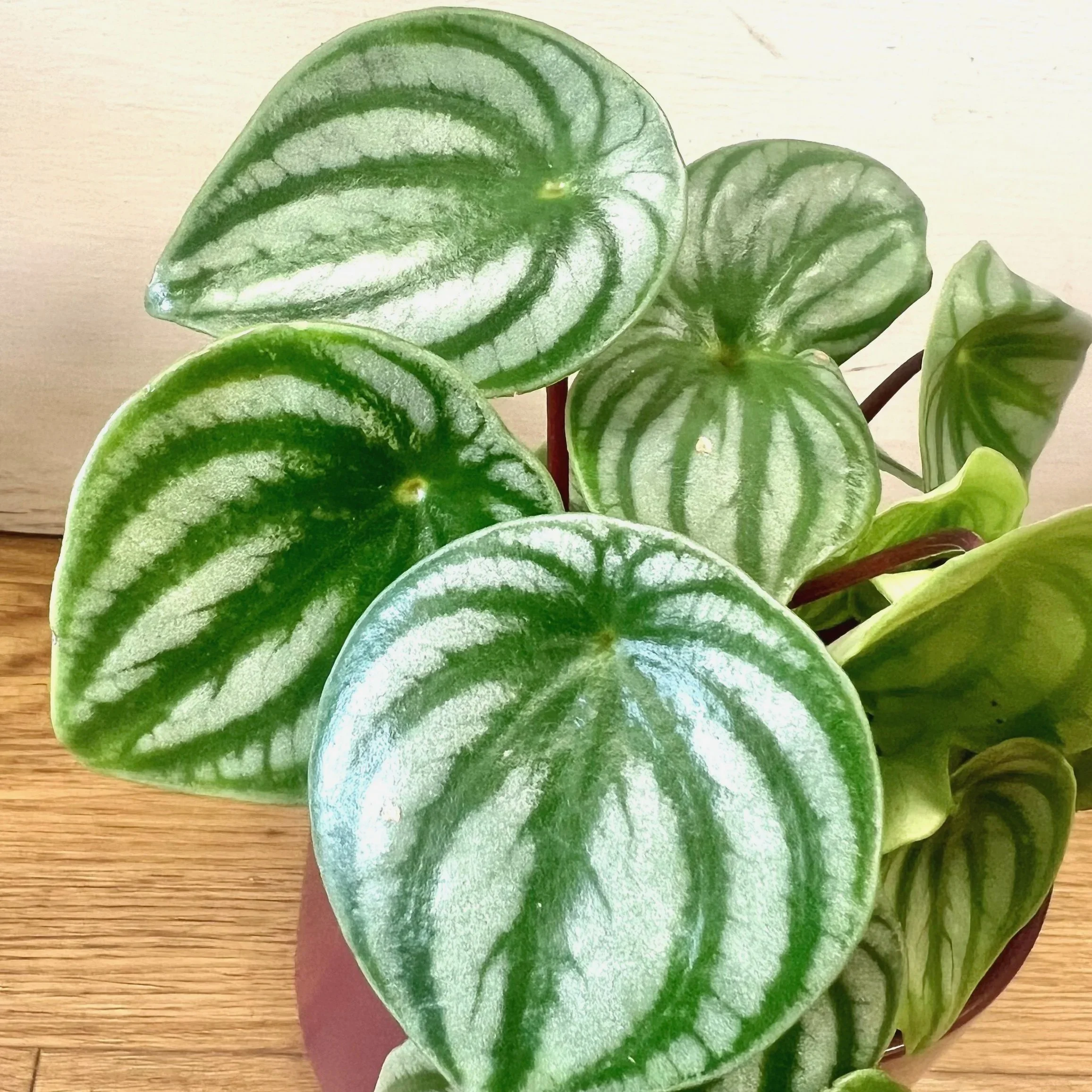 Watermelon Peperomia The Flower Room Dover NH
