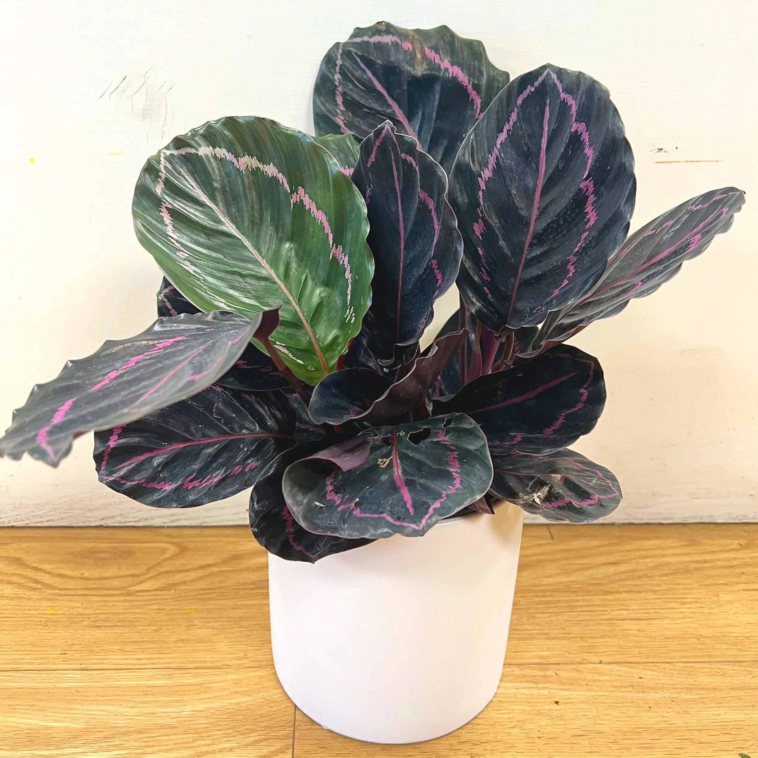 Calathea Dottie Houseplant